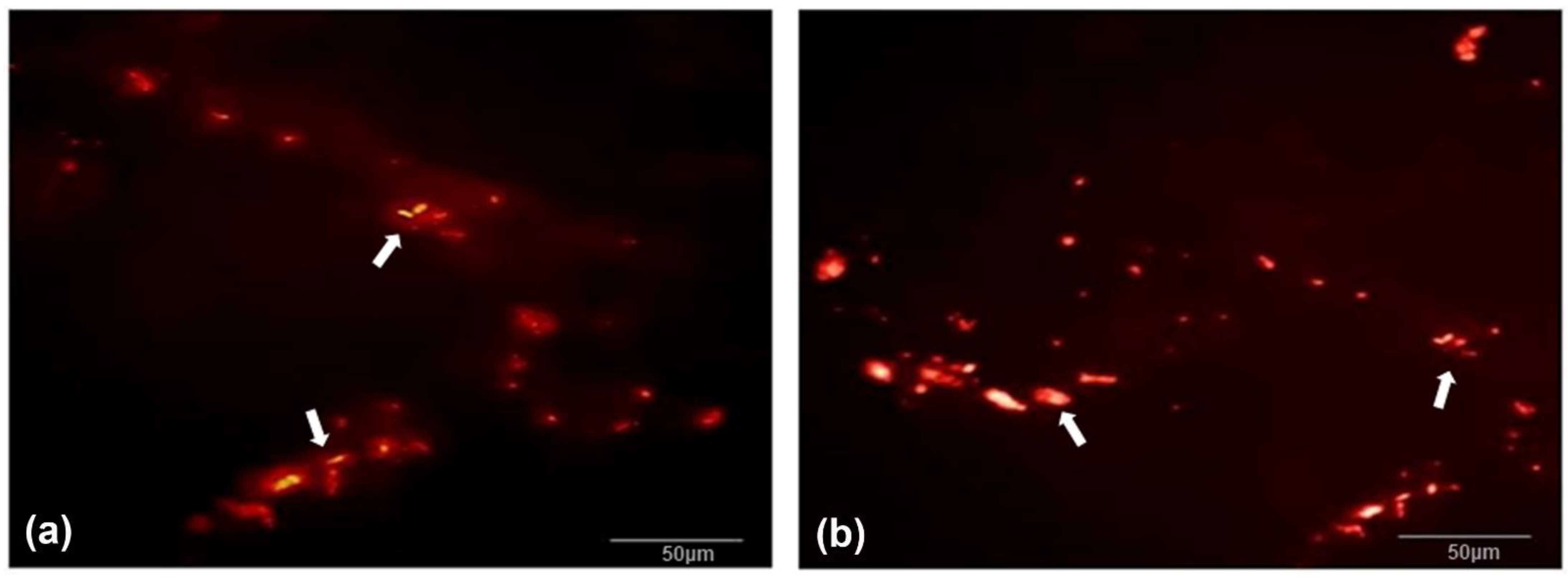 Biomolecules 12 01776 g007