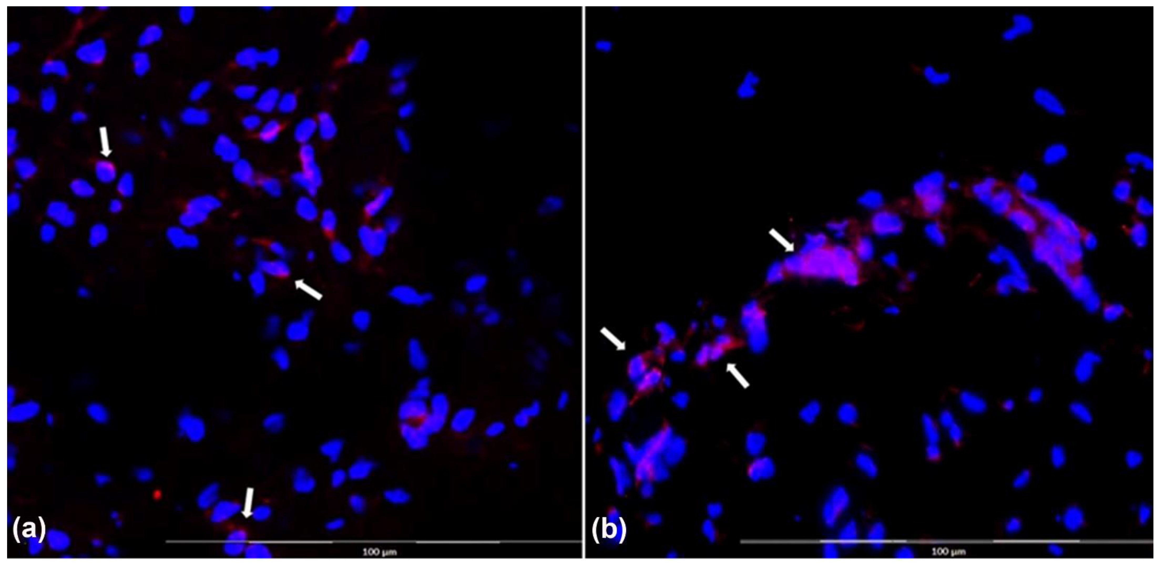 Biomolecules 12 01776 g008