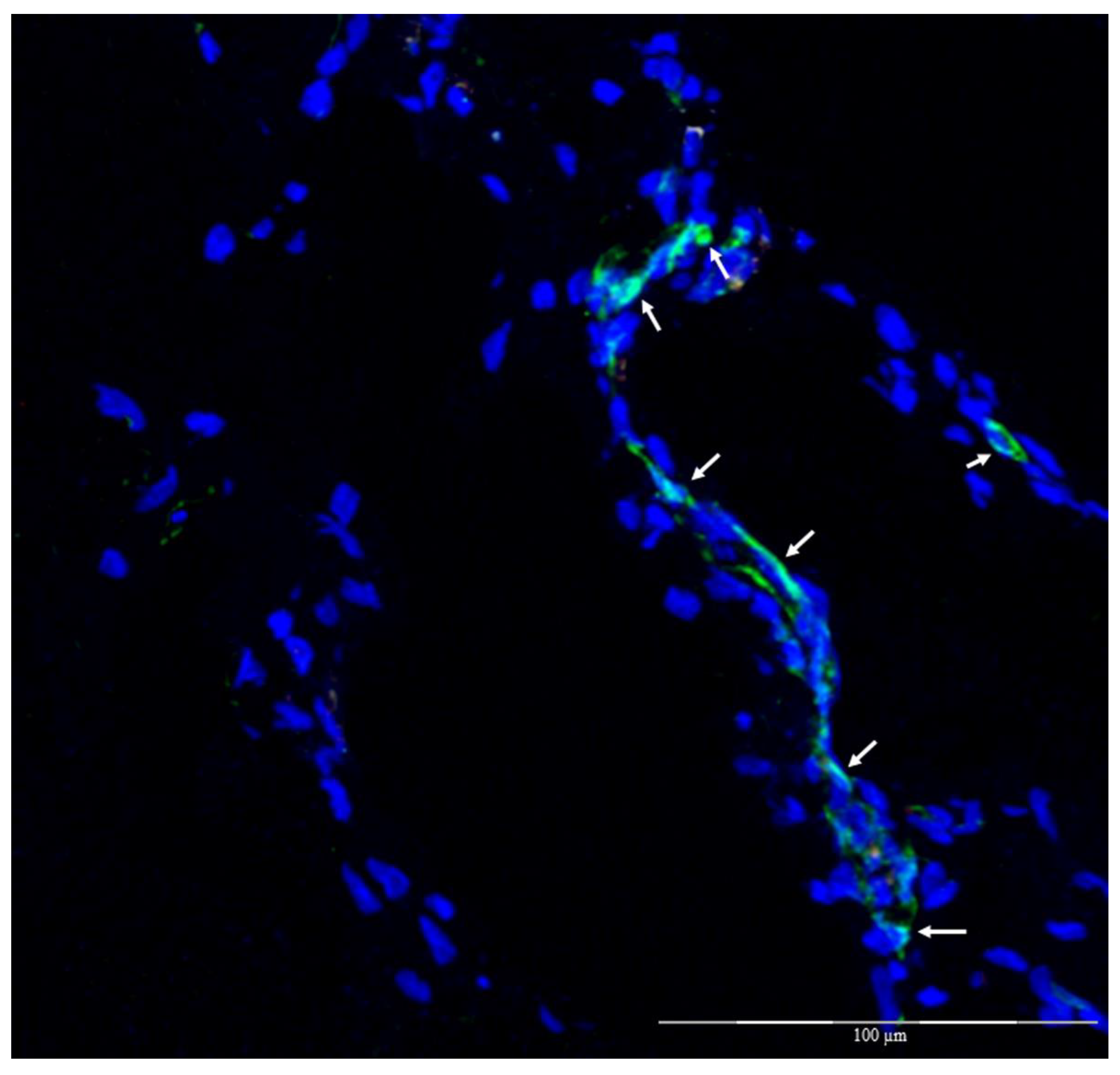 Biomolecules 12 01776 g009