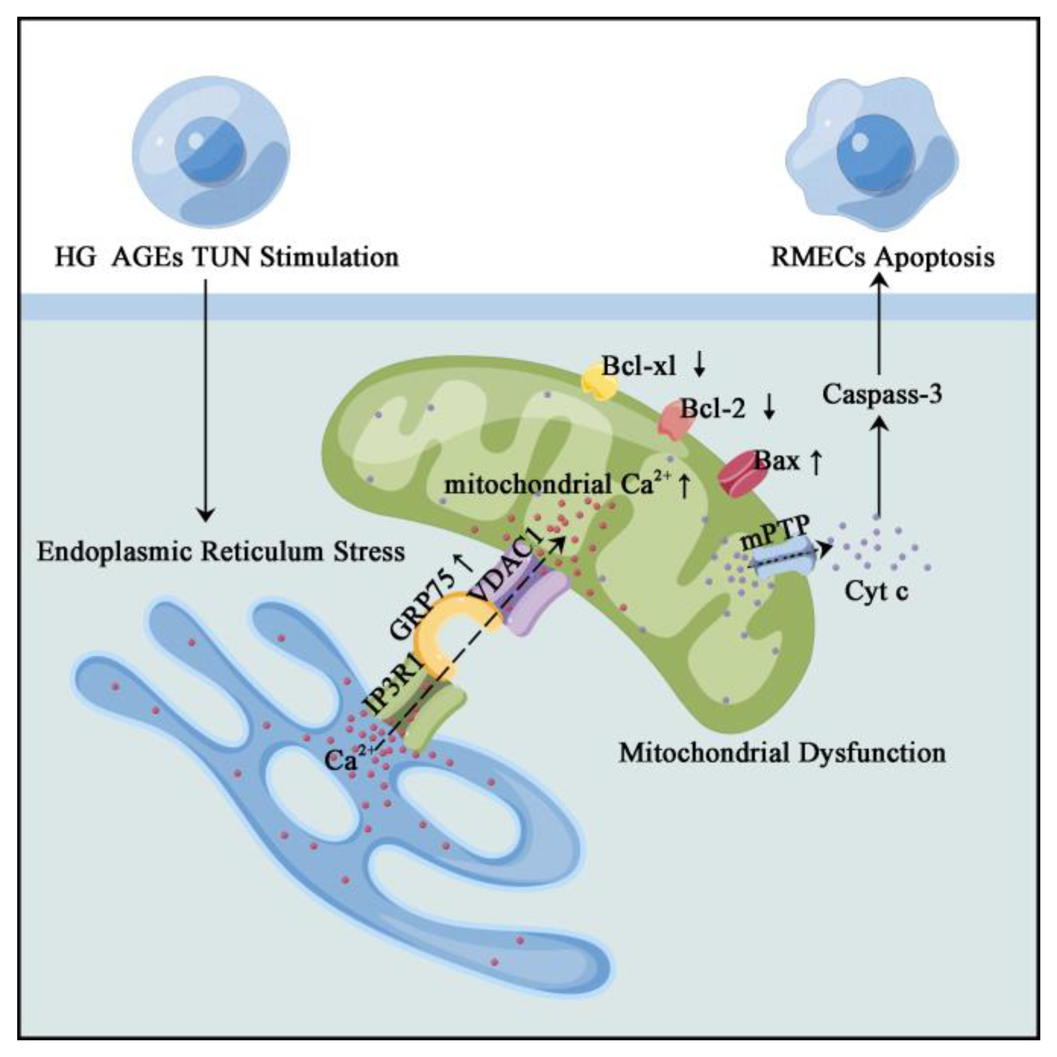 Biomolecules 12 01778 g008