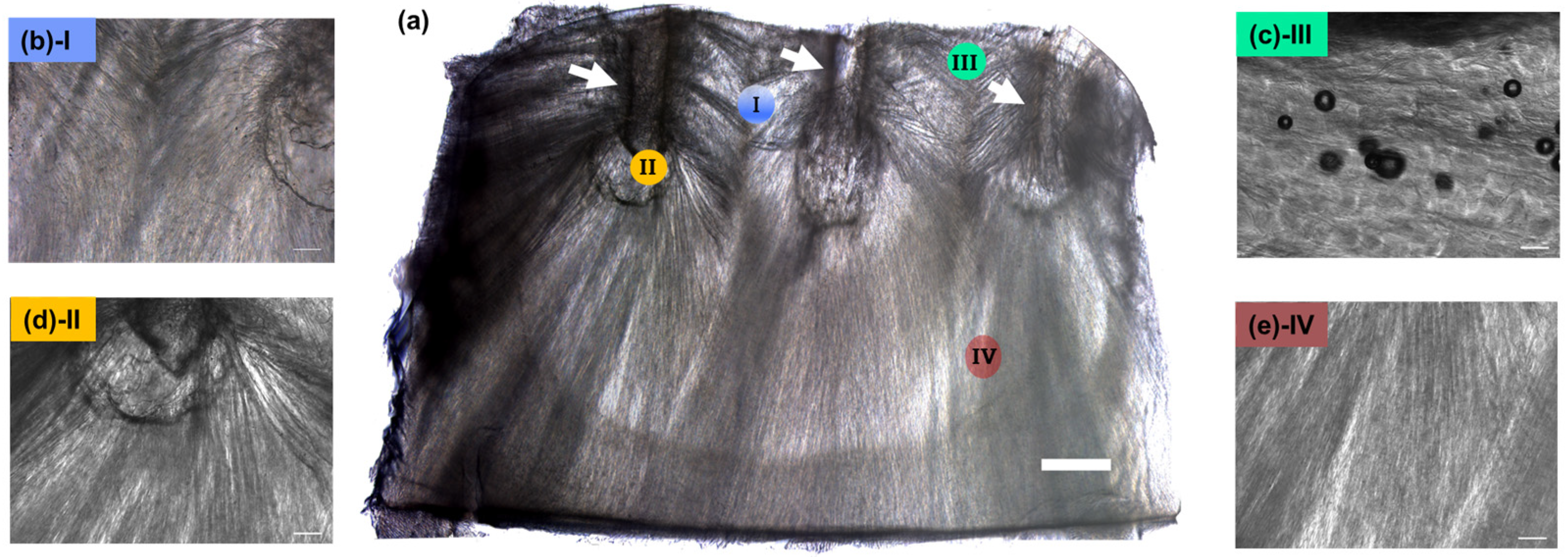 Biomolecules 12 01809 g002