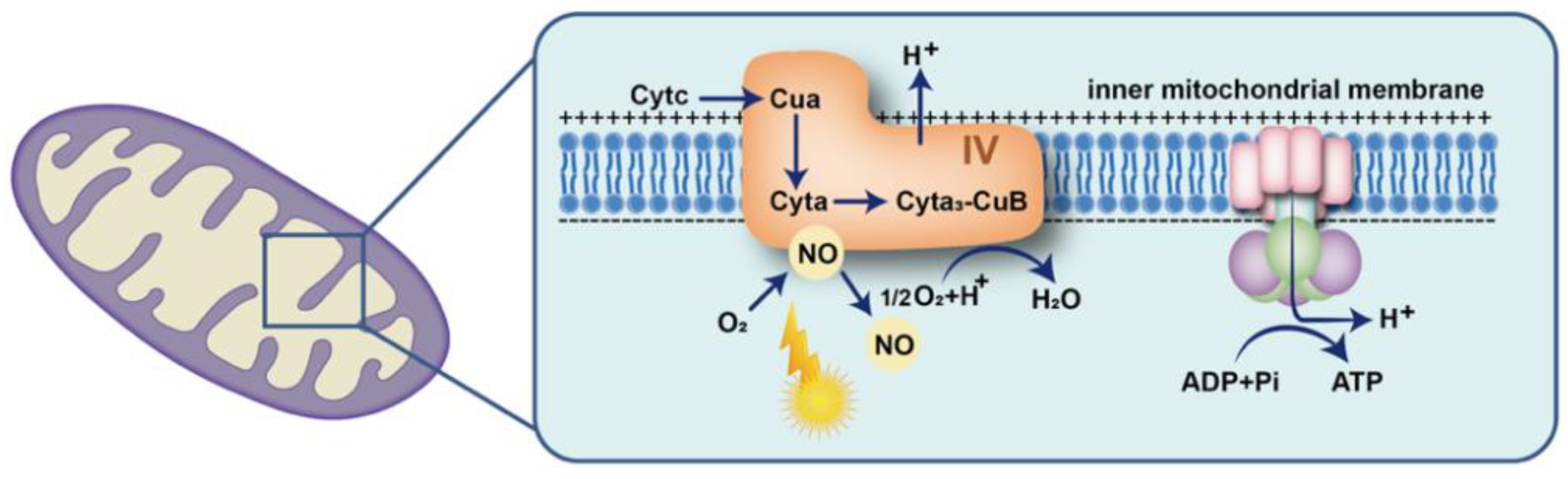 Biomolecules 12 01811 g001 Biomolecules 12 01811 g001