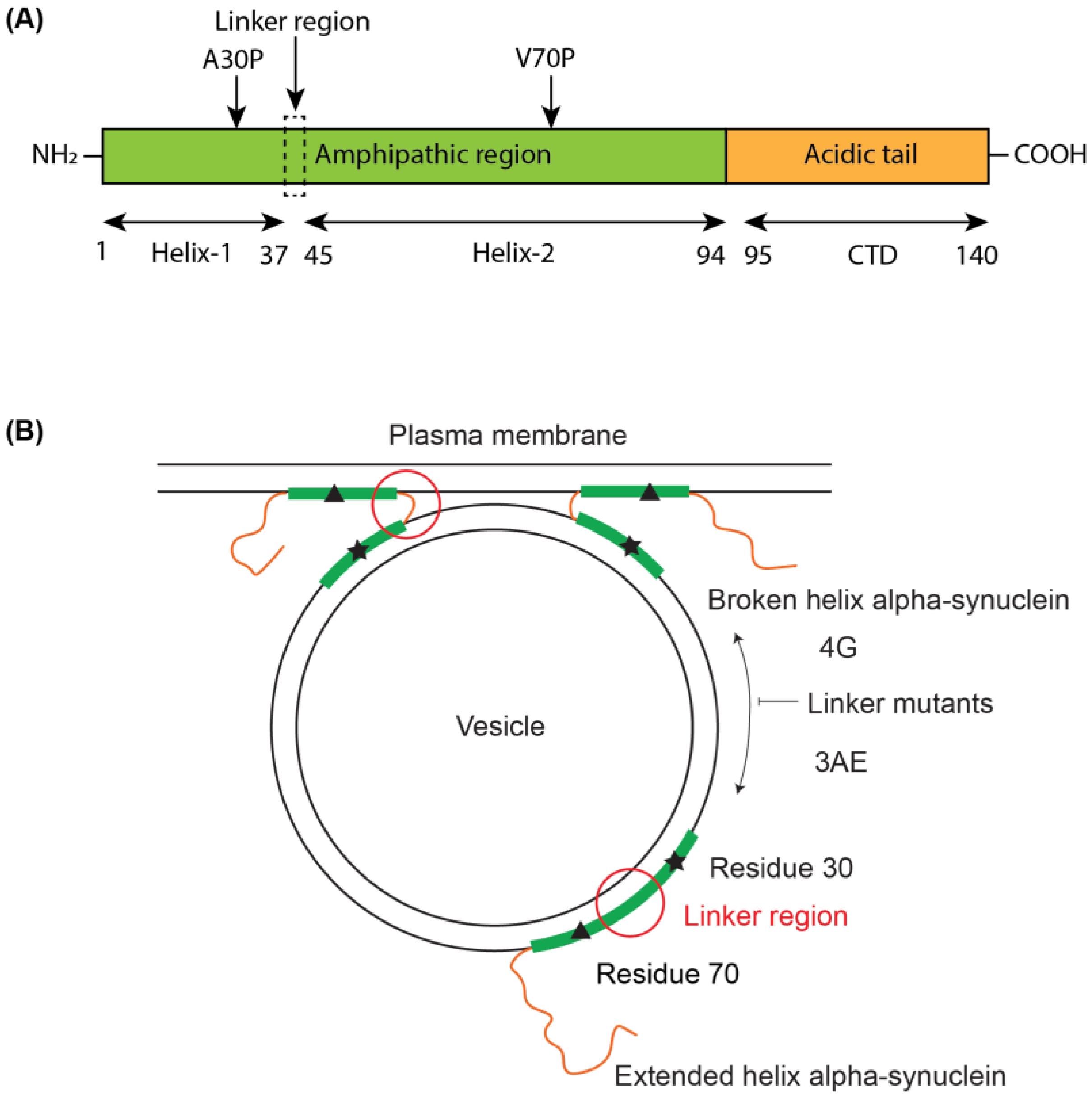 Biomolecules 12 01816 g001