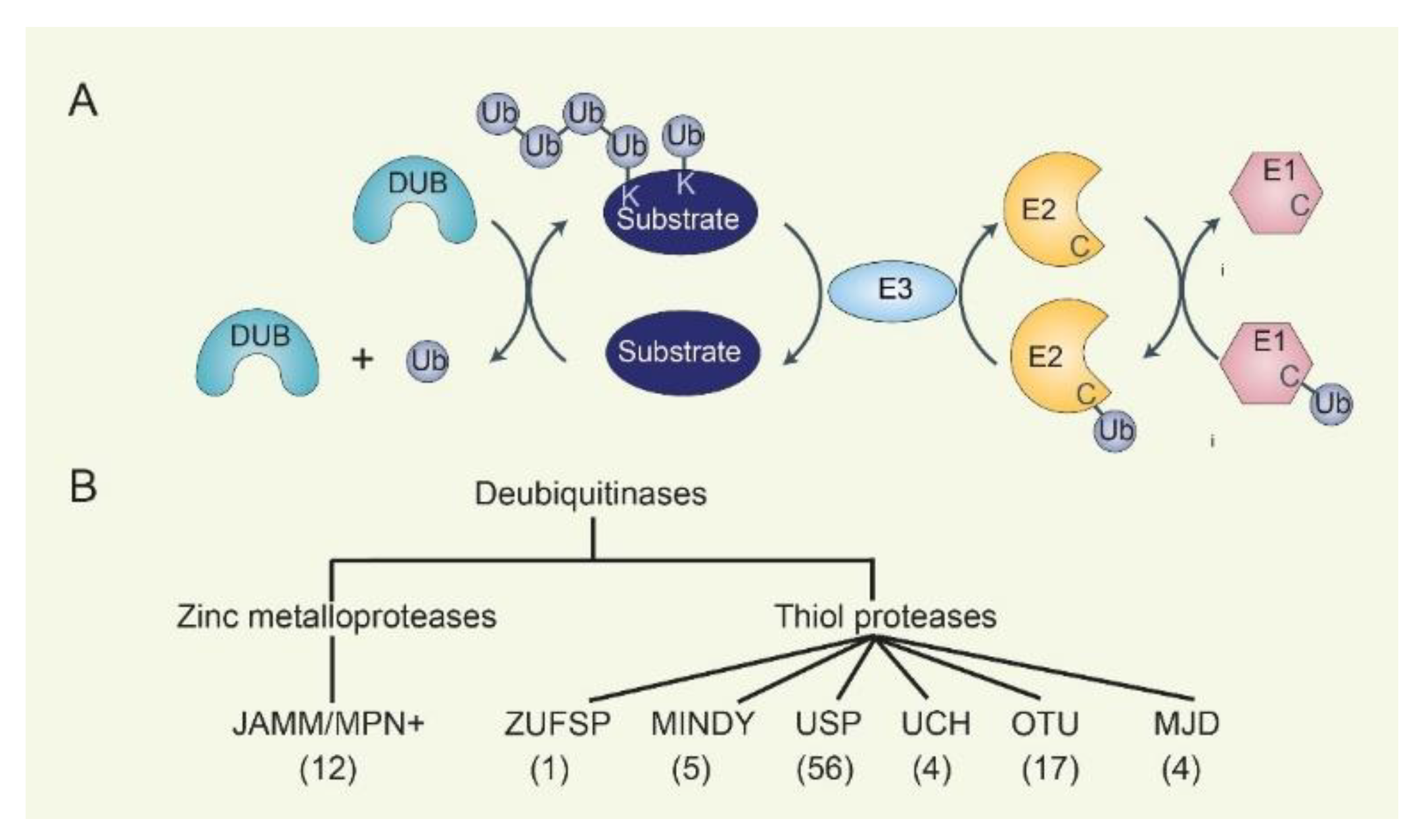 The Emerging Role of Deubiquitinases in ... Biology Diagrams