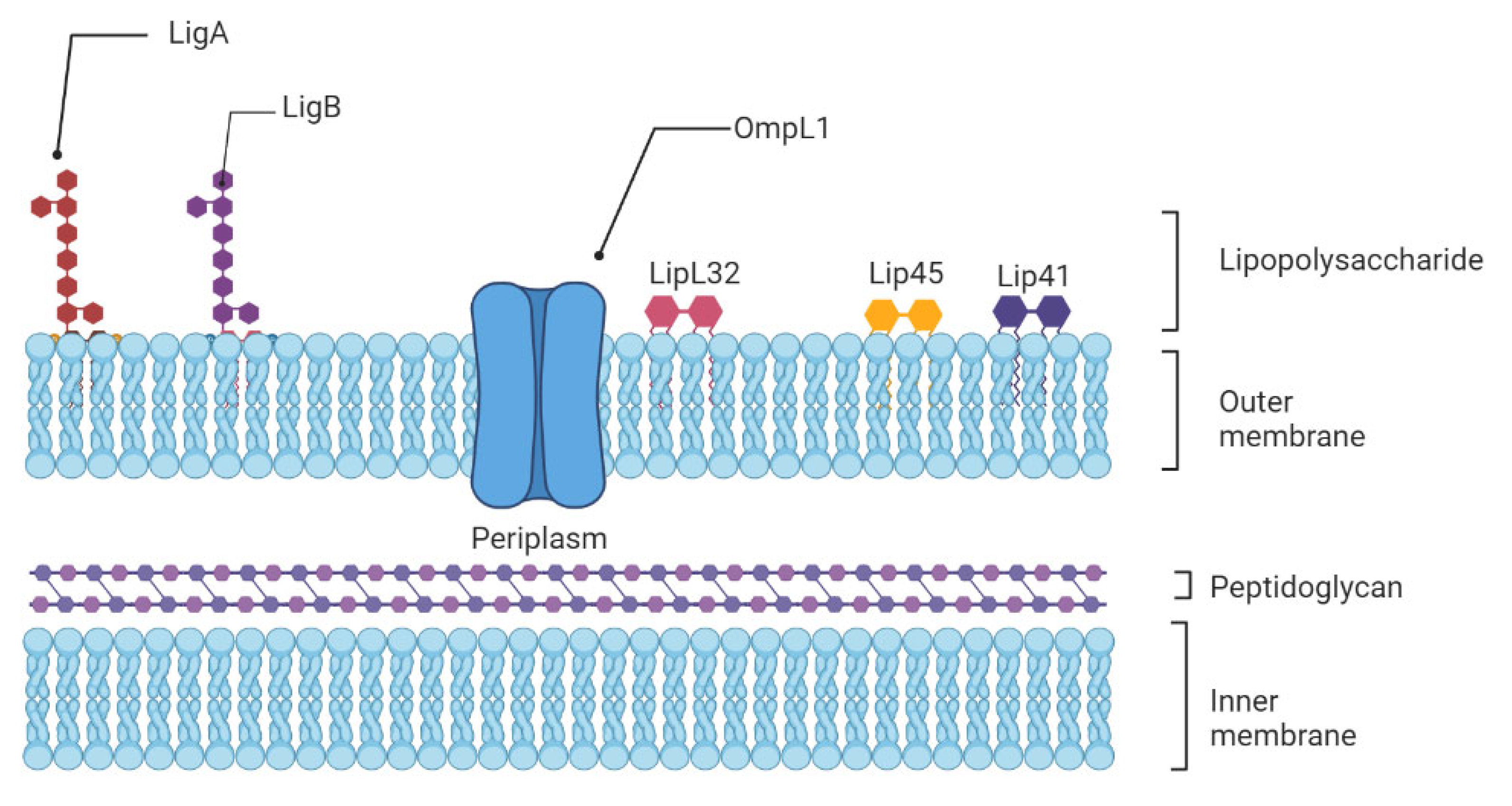 Biomolecules 12 01830 g001
