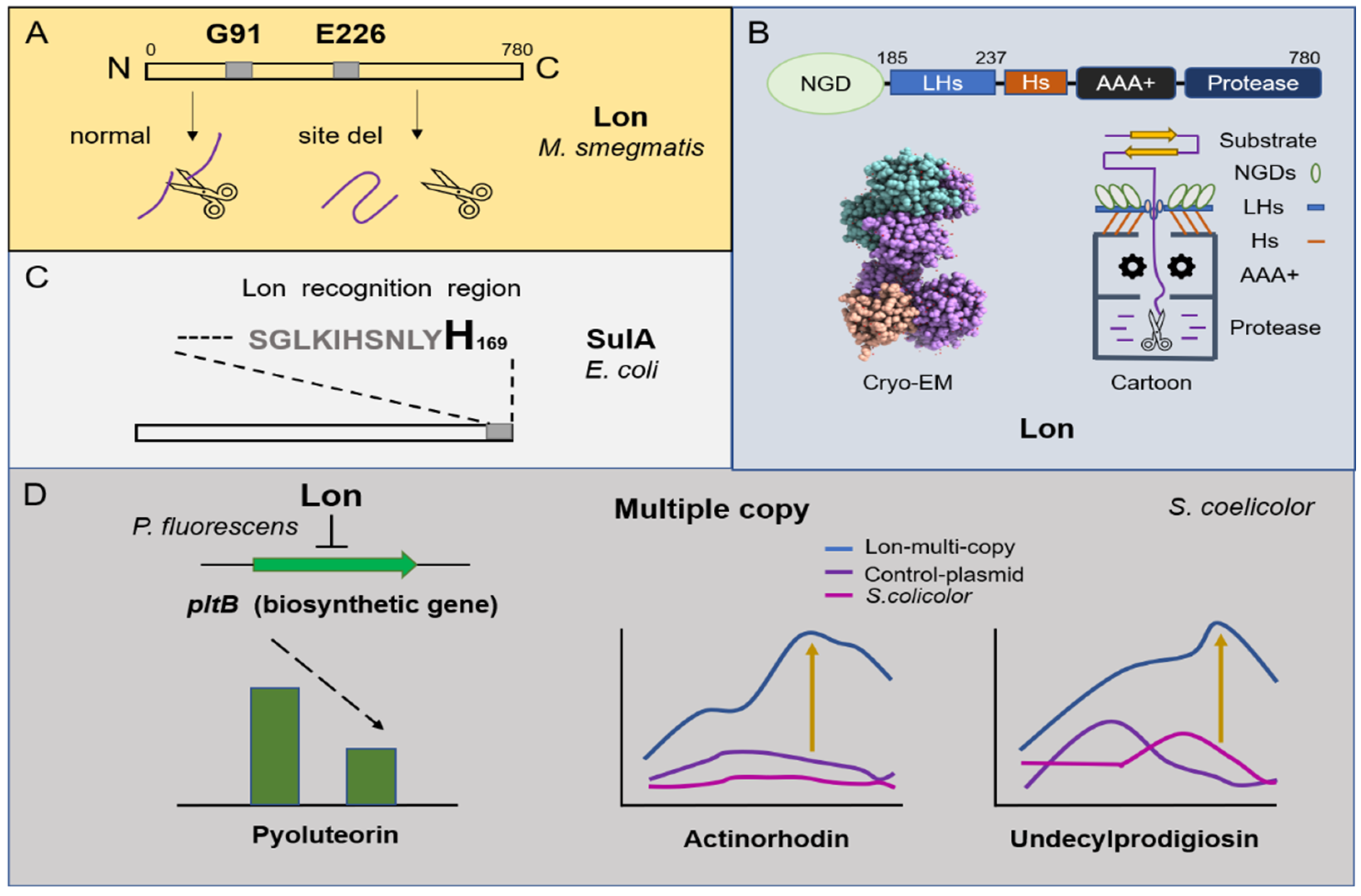 Degradation Mechanism of AAA+ Proteases and Regulation of Streptomyces  Metabolism