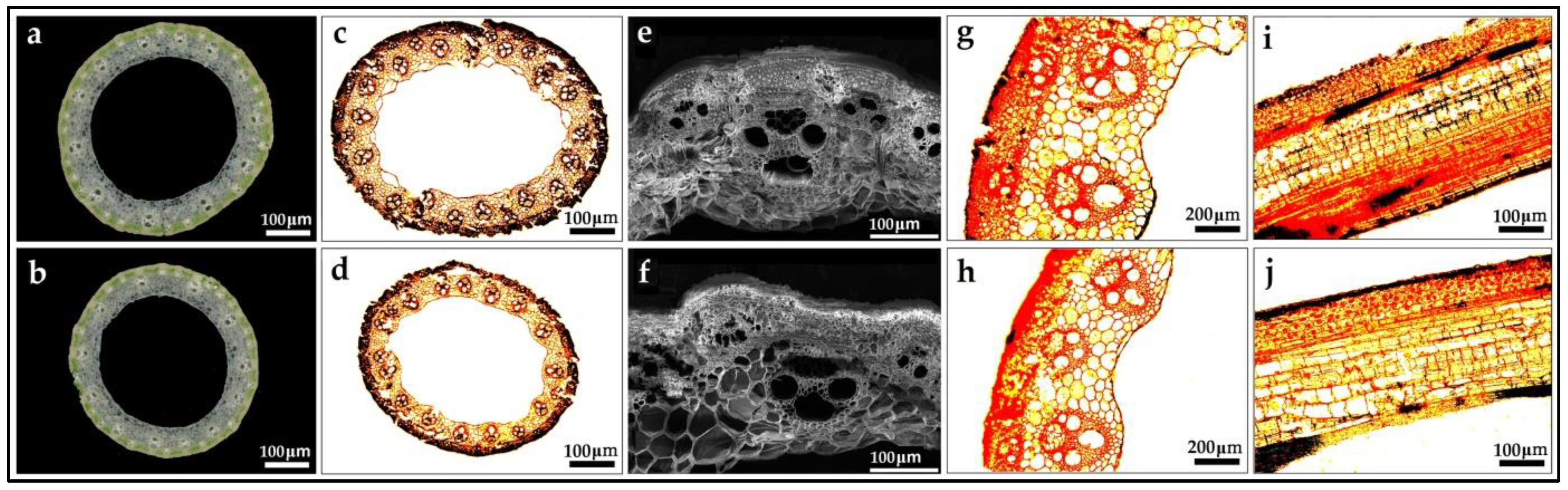 Biomolecules 12 01850 g006 Biomolecules 12 01850 g006