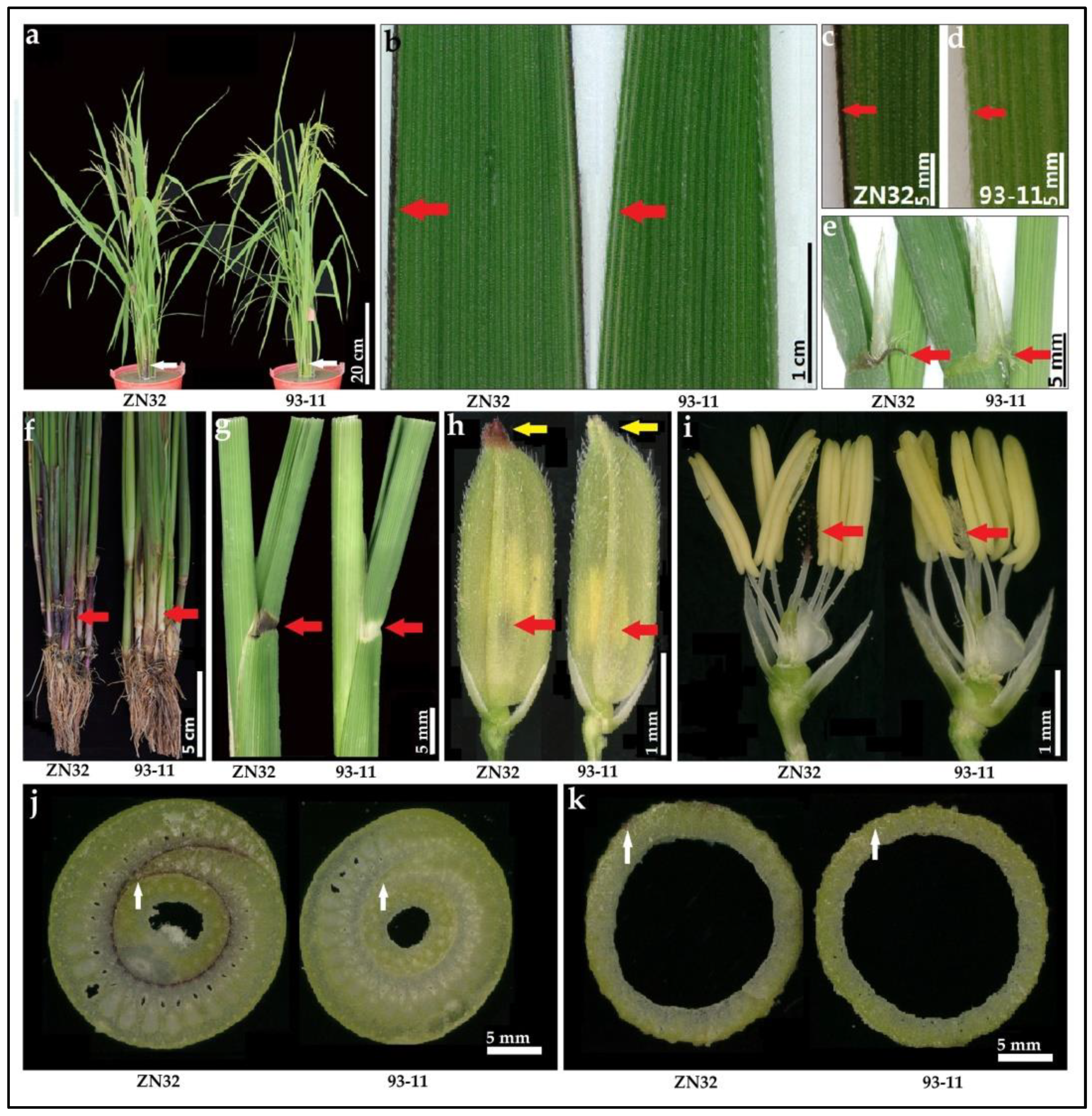 Biomolecules 12 01850 g008 Biomolecules 12 01850 g008