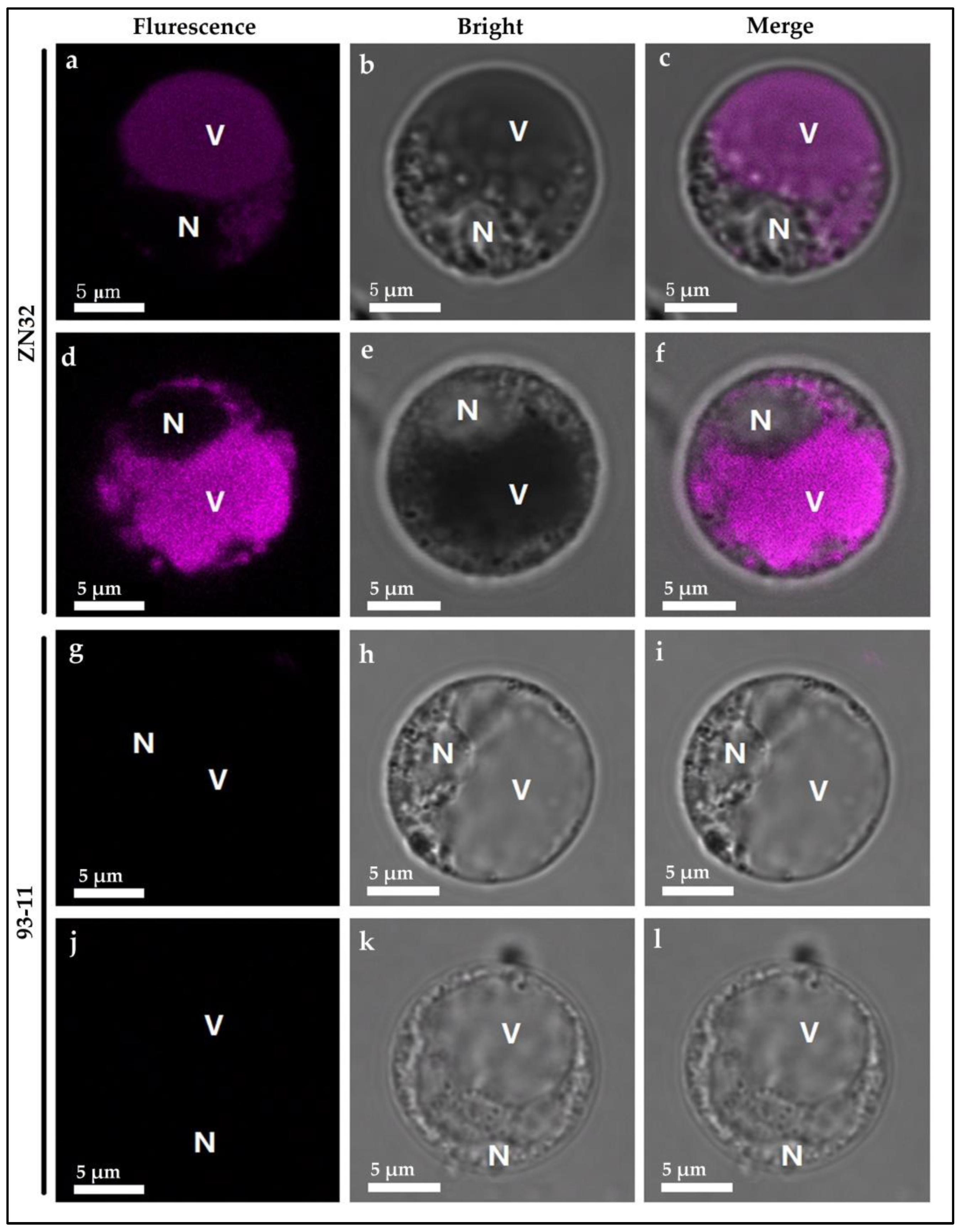 Biomolecules 12 01850 g009 Biomolecules 12 01850 g009