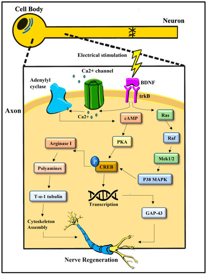 The Effect of Electrical Stimulation on Nerve Regeneration Following ...