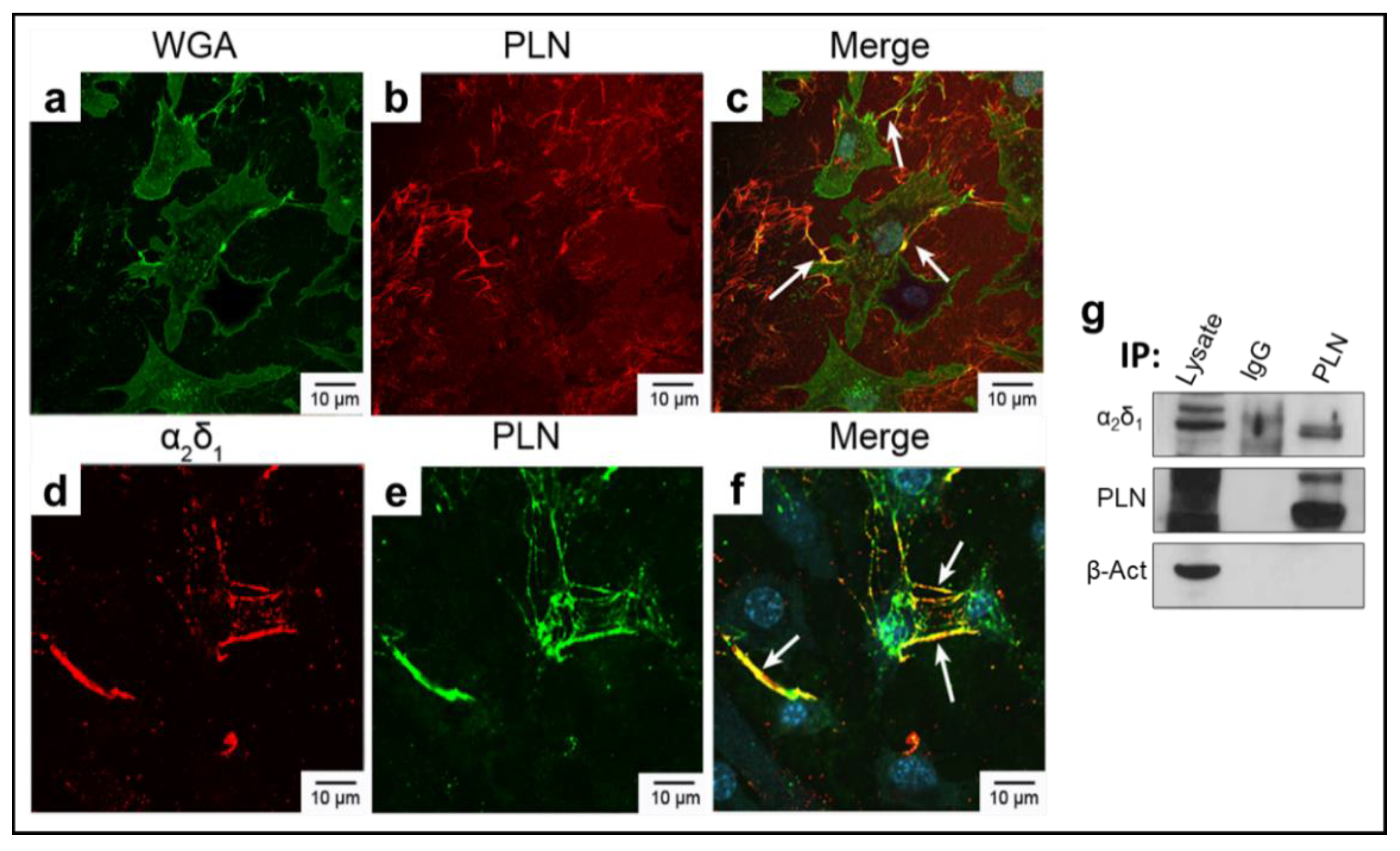 Biomolecules 12 01857 g002