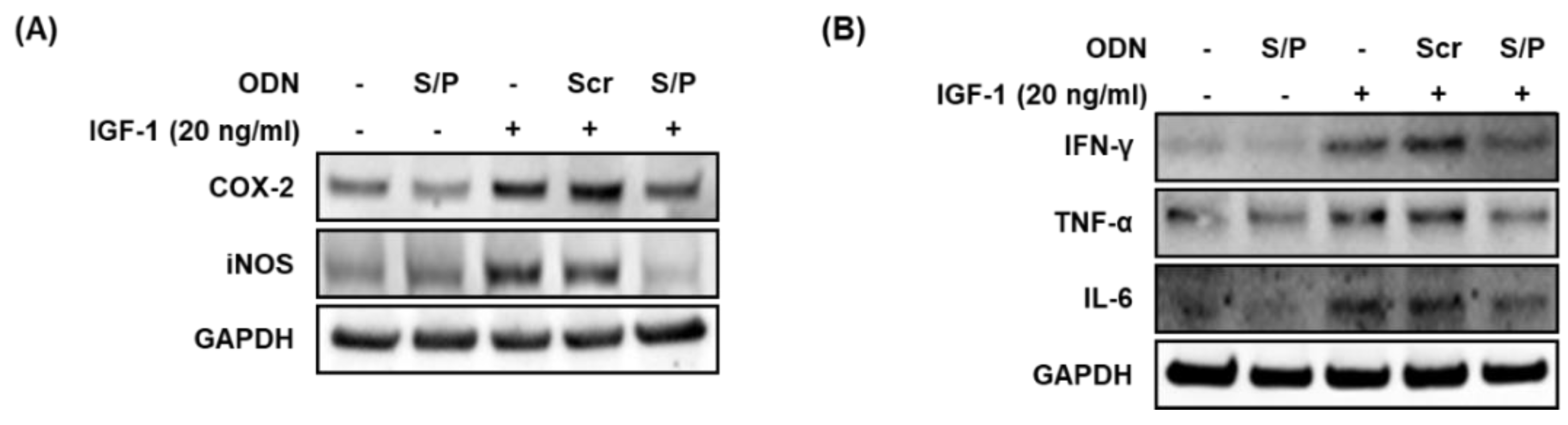 Biomolecules 12 01858 g008