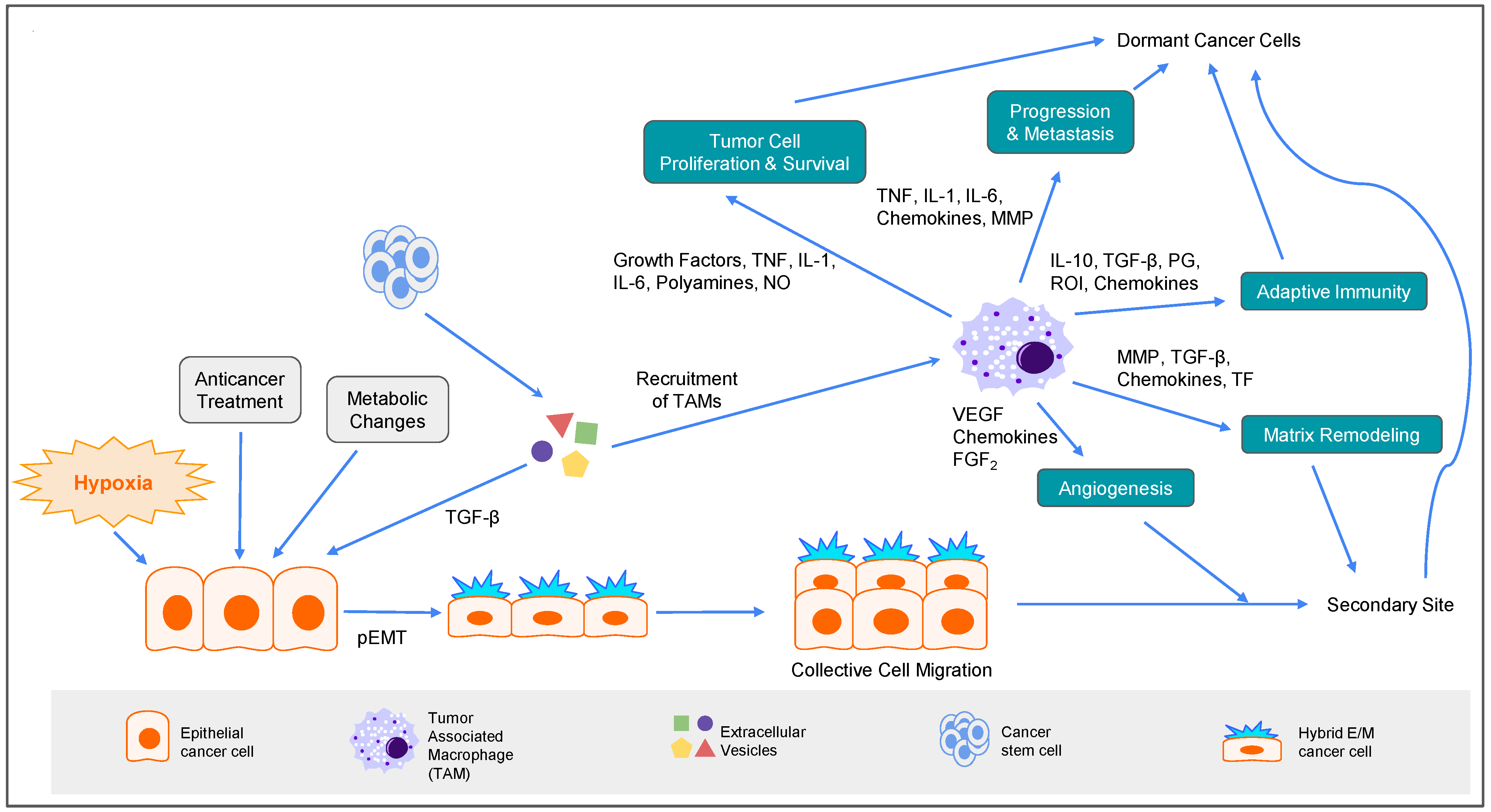 Biomolecules 12 01862 g006 Biomolecules 12 01862 g006