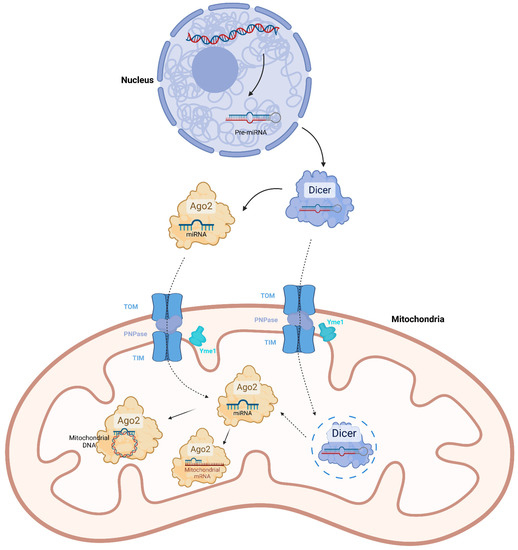 Mitochondrial Non-Coding RNAs Are Potential Mediators of Mitochondrial ...
