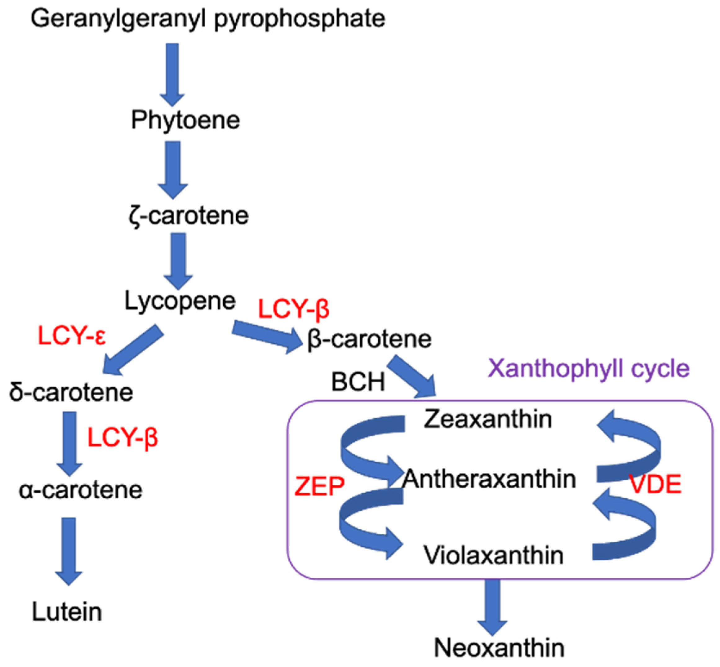 Biomolecules 12 01879 g001