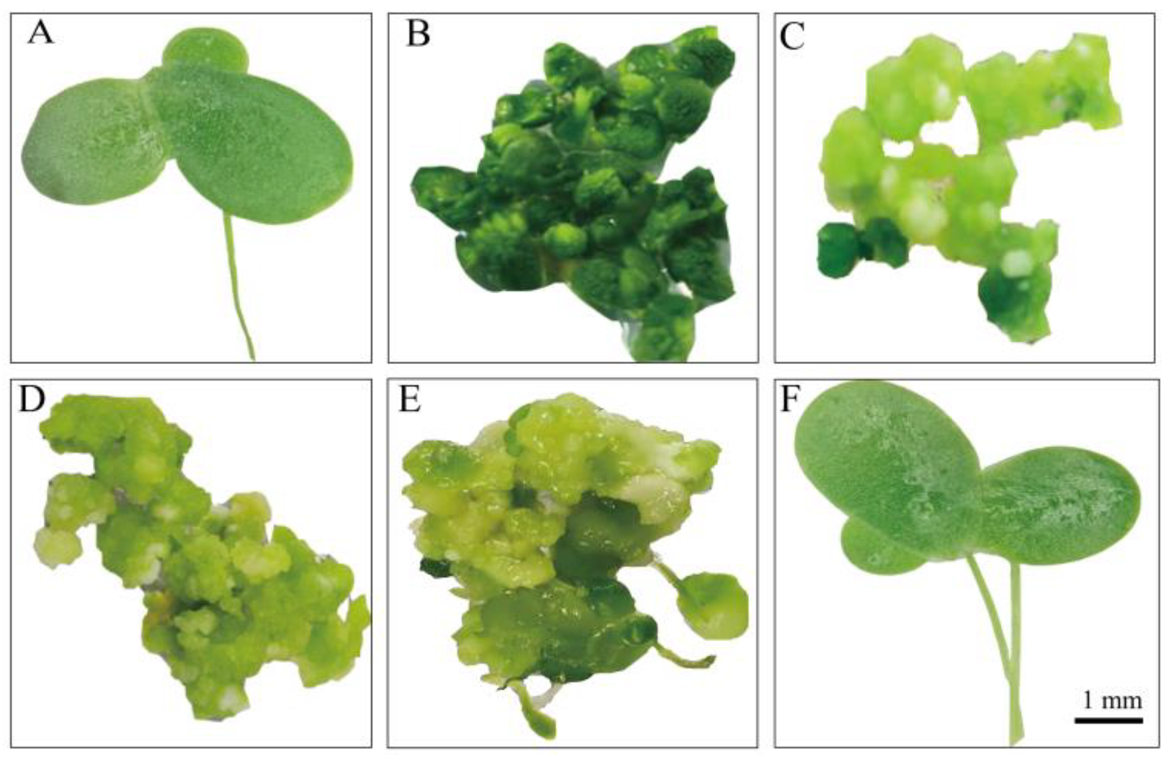 Biomolecules 12 01881 g003