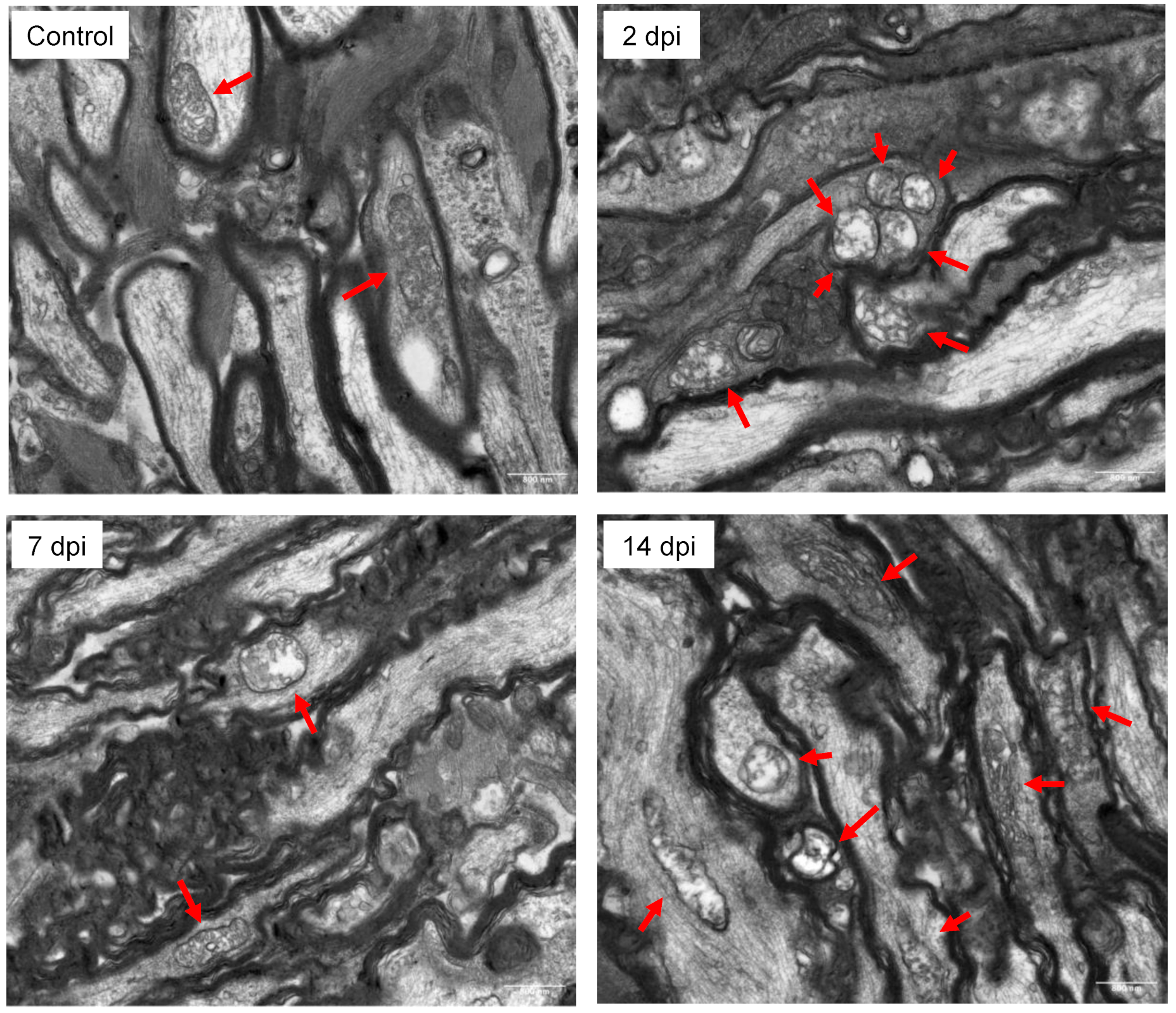 Biomolecules 12 01885 g002 Biomolecules 12 01885 g002