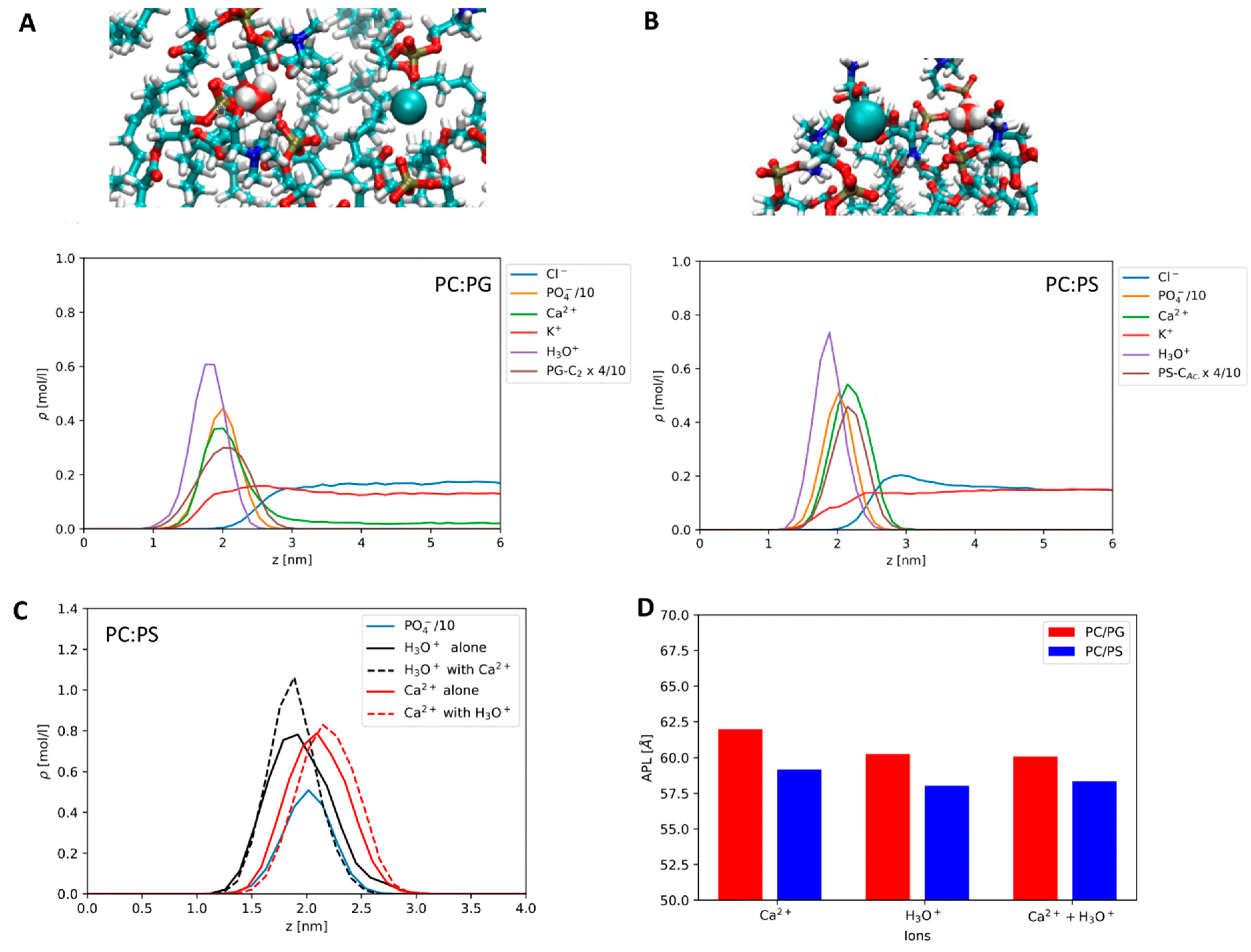 Modulation of Anionic Lipid Bilayers by Specific Interplay Modulation of Anionic Lipid Bilayers by Specific Interplay