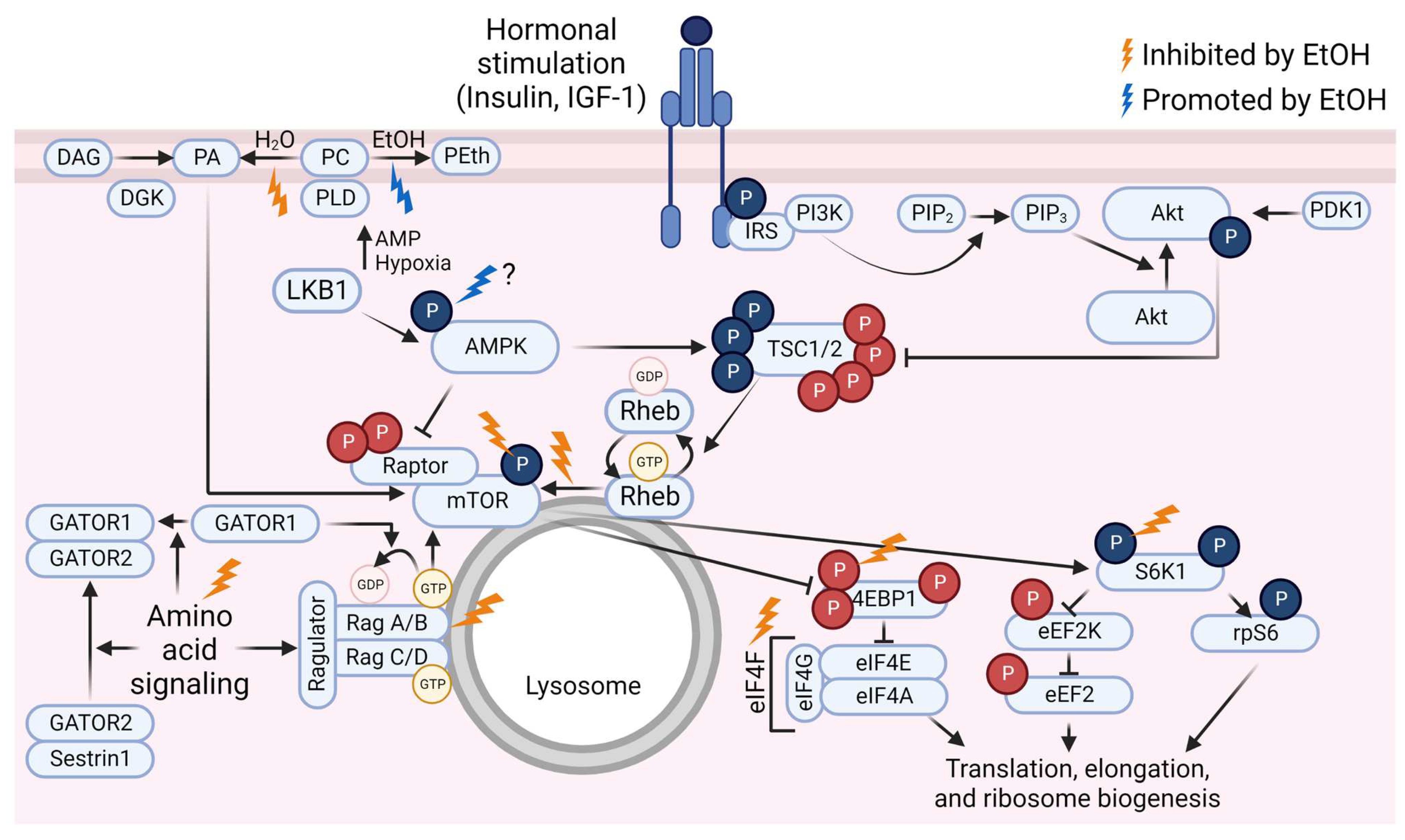 Biomolecules 13 00002 g001 Biomolecules 13 00002 g001