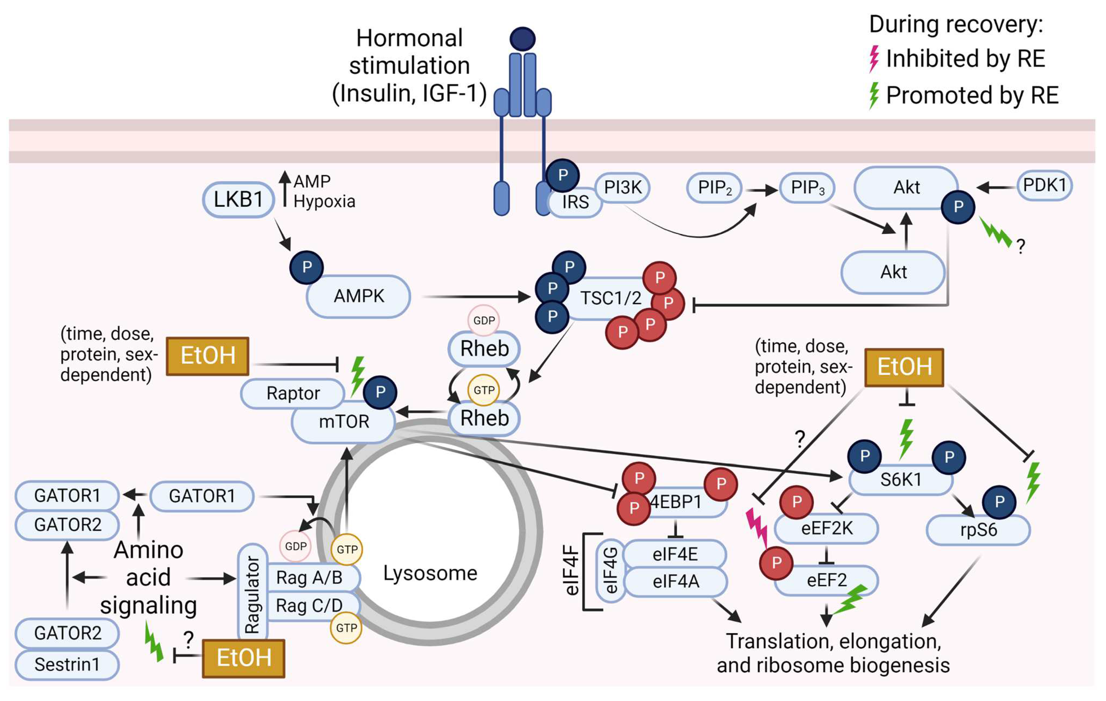 Biomolecules 13 00002 g002 Biomolecules 13 00002 g002