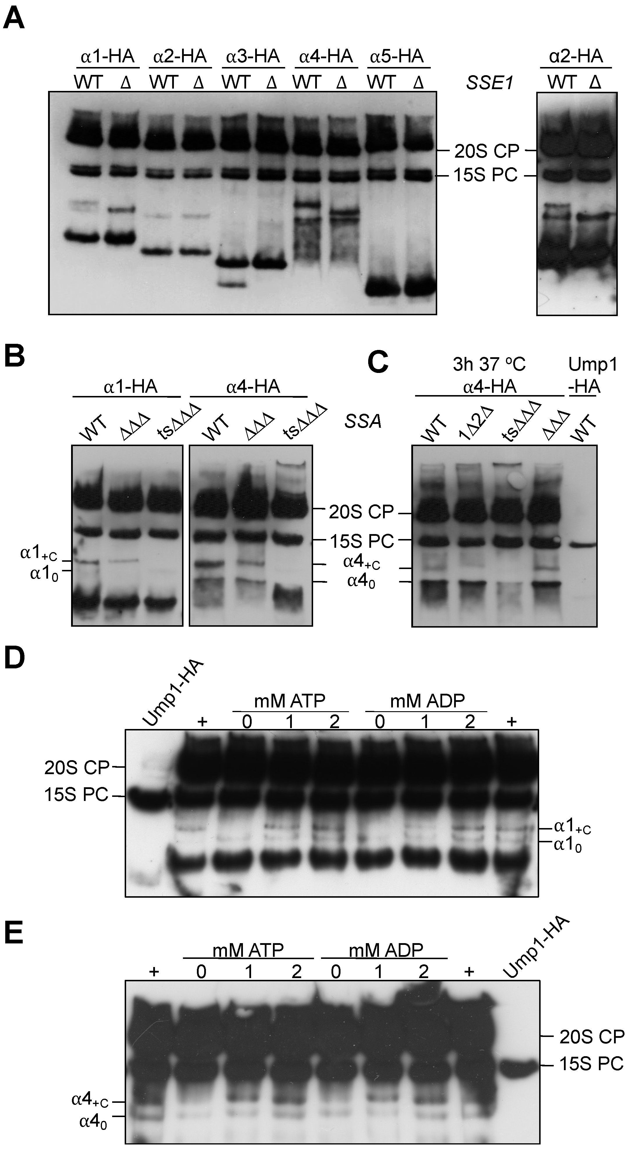 Biomolecules 13 00011 g004 Biomolecules 13 00011 g004