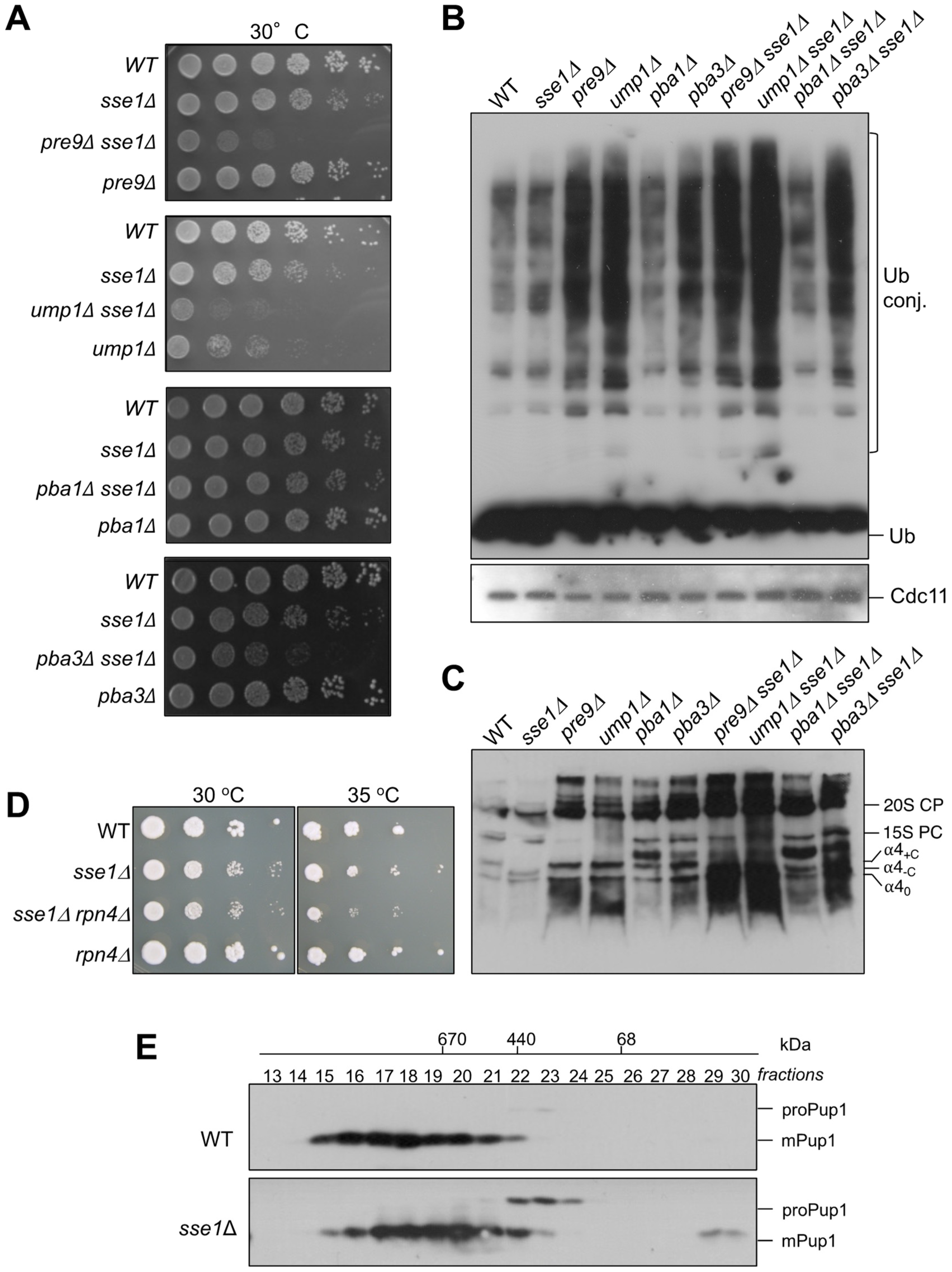 Biomolecules 13 00011 g006 Biomolecules 13 00011 g006