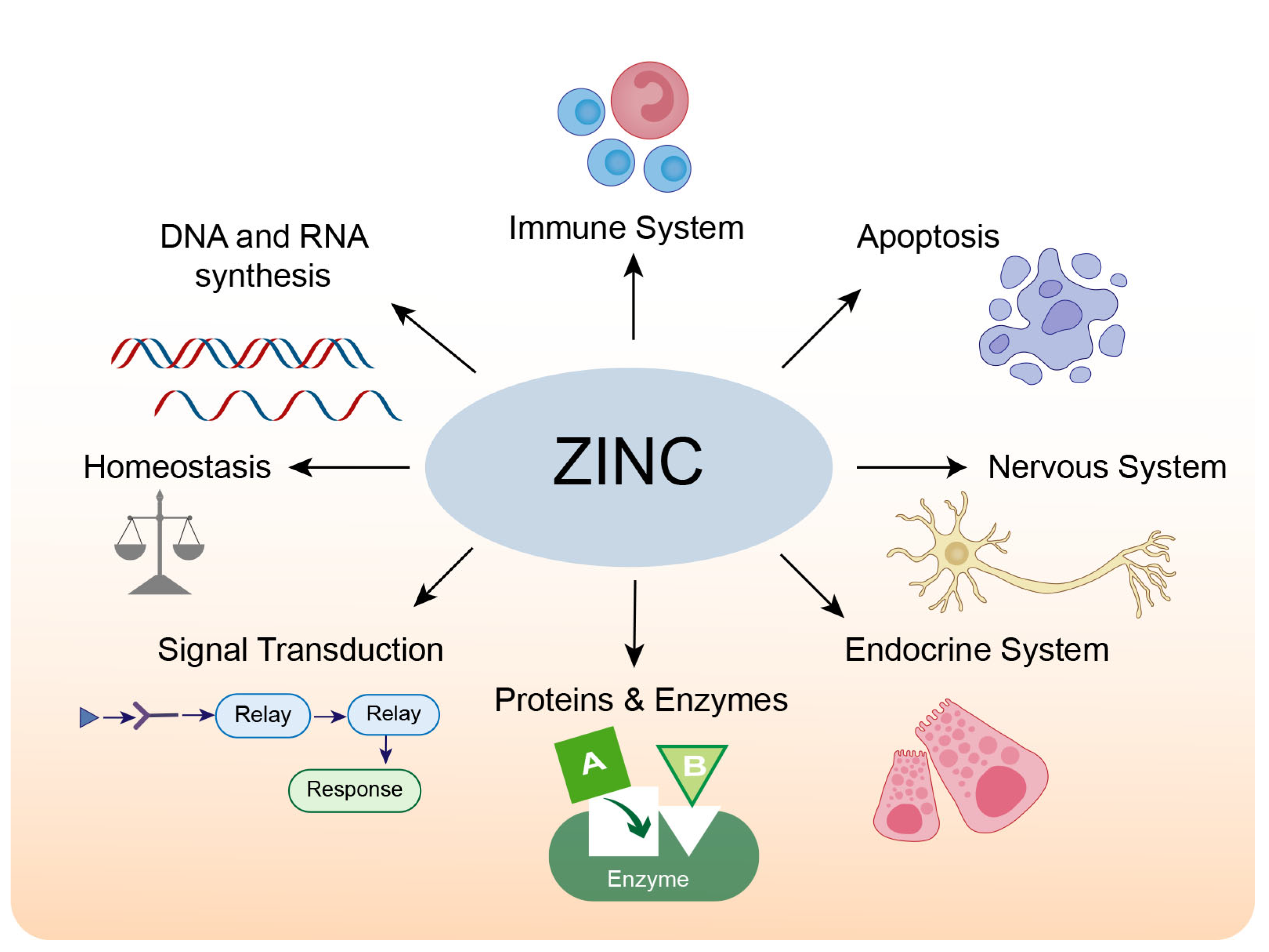 Biomolecules Free Full-Text The Important Role of Zinc in Neurological Diseases