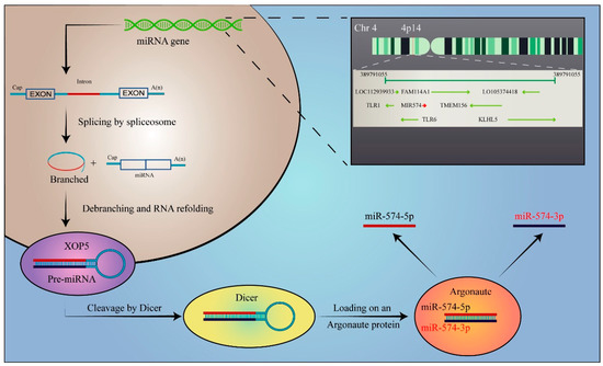 The Regulatory Mechanism of miR-574-5p Expression in Cancer