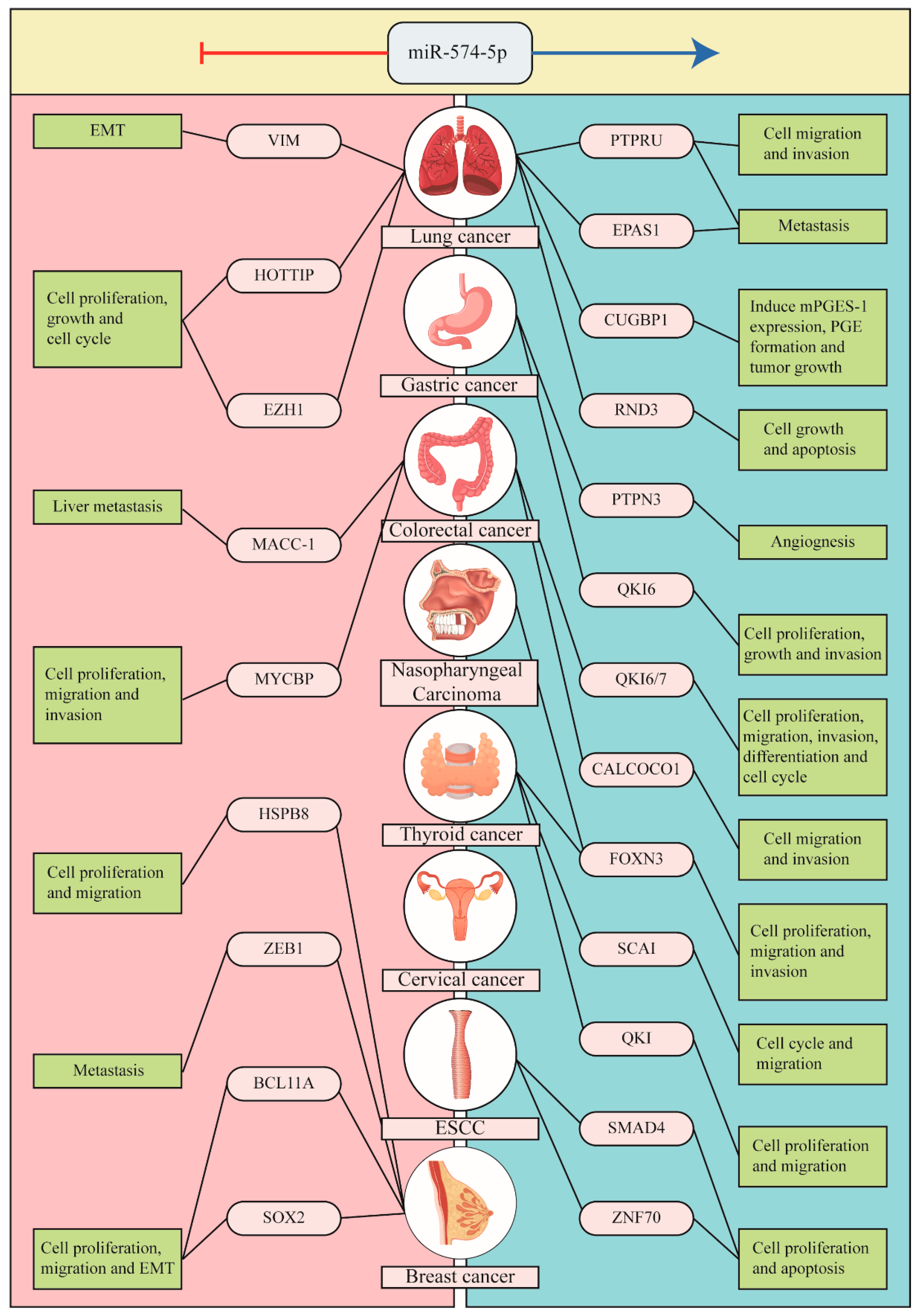 Biomolecules 13 00040 g002 Biomolecules 13 00040 g002