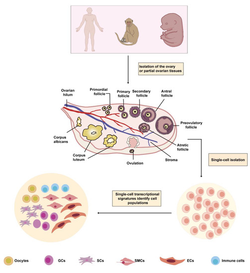 その他 Chan Application of Single-Cell RNA Sequencing in Ovarian Development