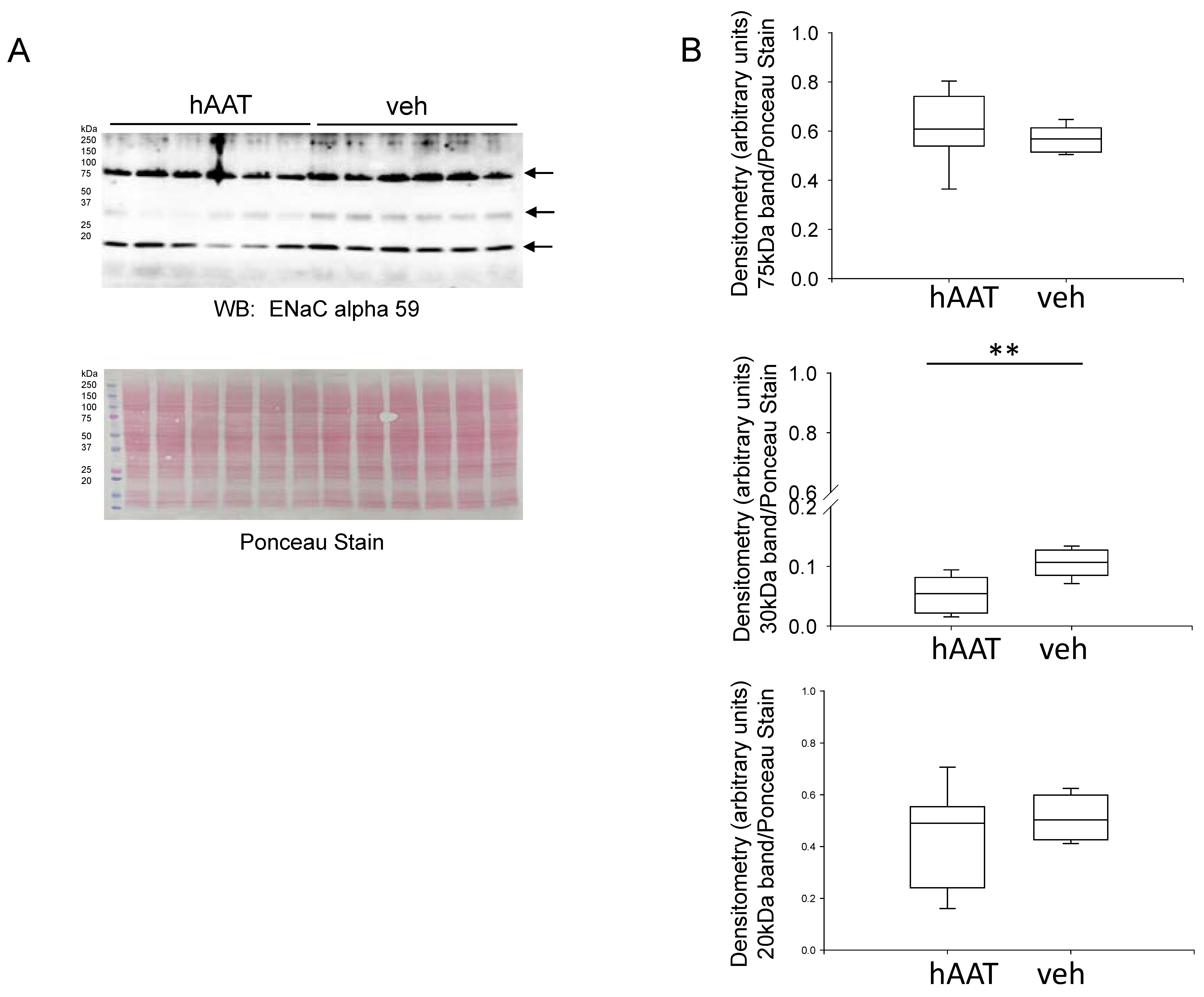 Biomolecules 13 00066 g004 Biomolecules 13 00066 g004