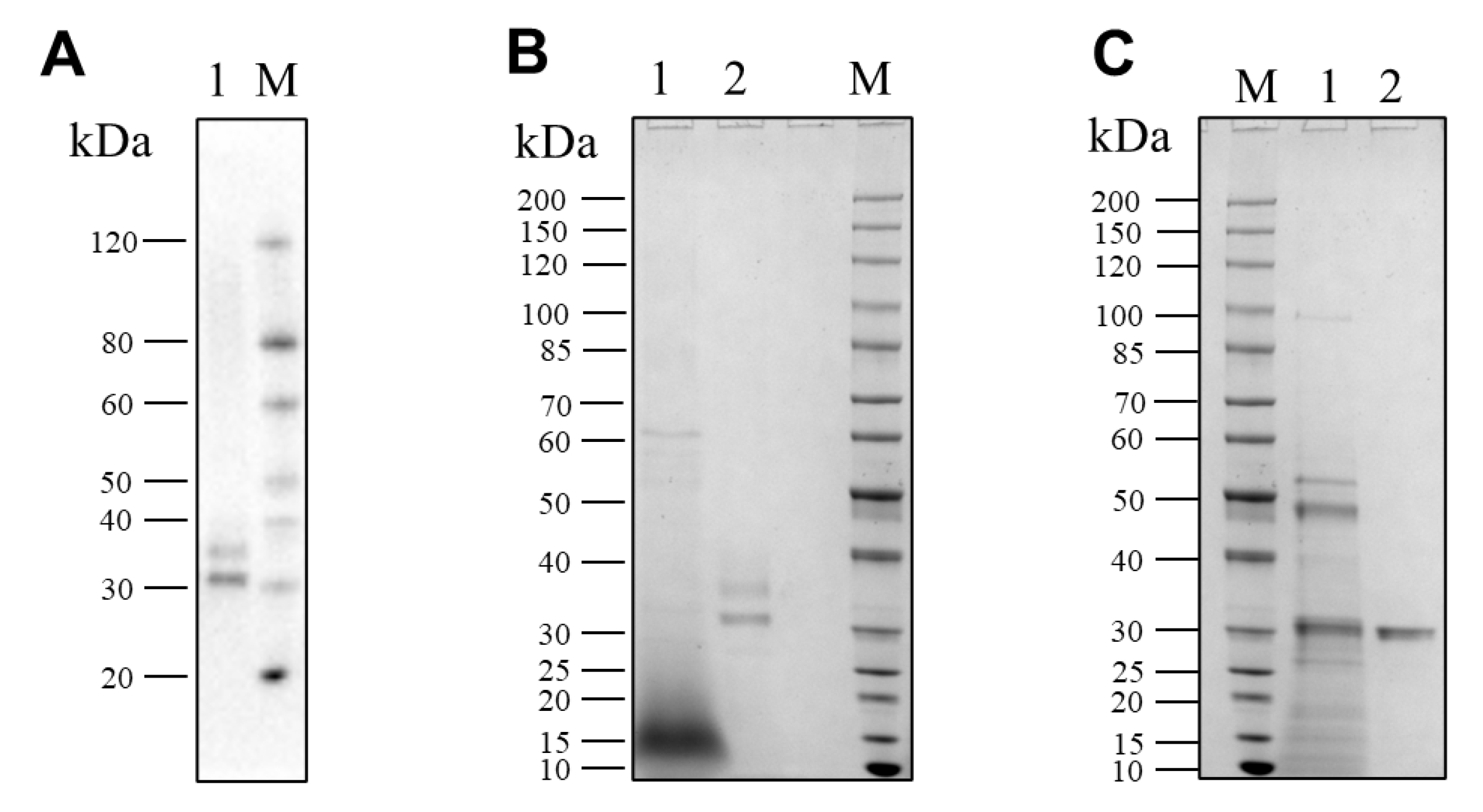Biomolecules 13 00083 g003