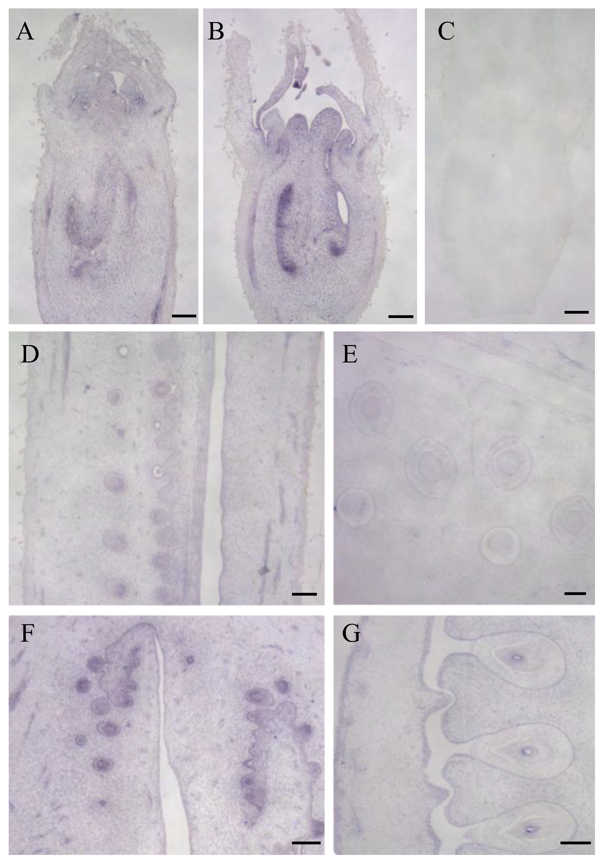 Biomolecules 13 00085 g005 Biomolecules 13 00085 g005