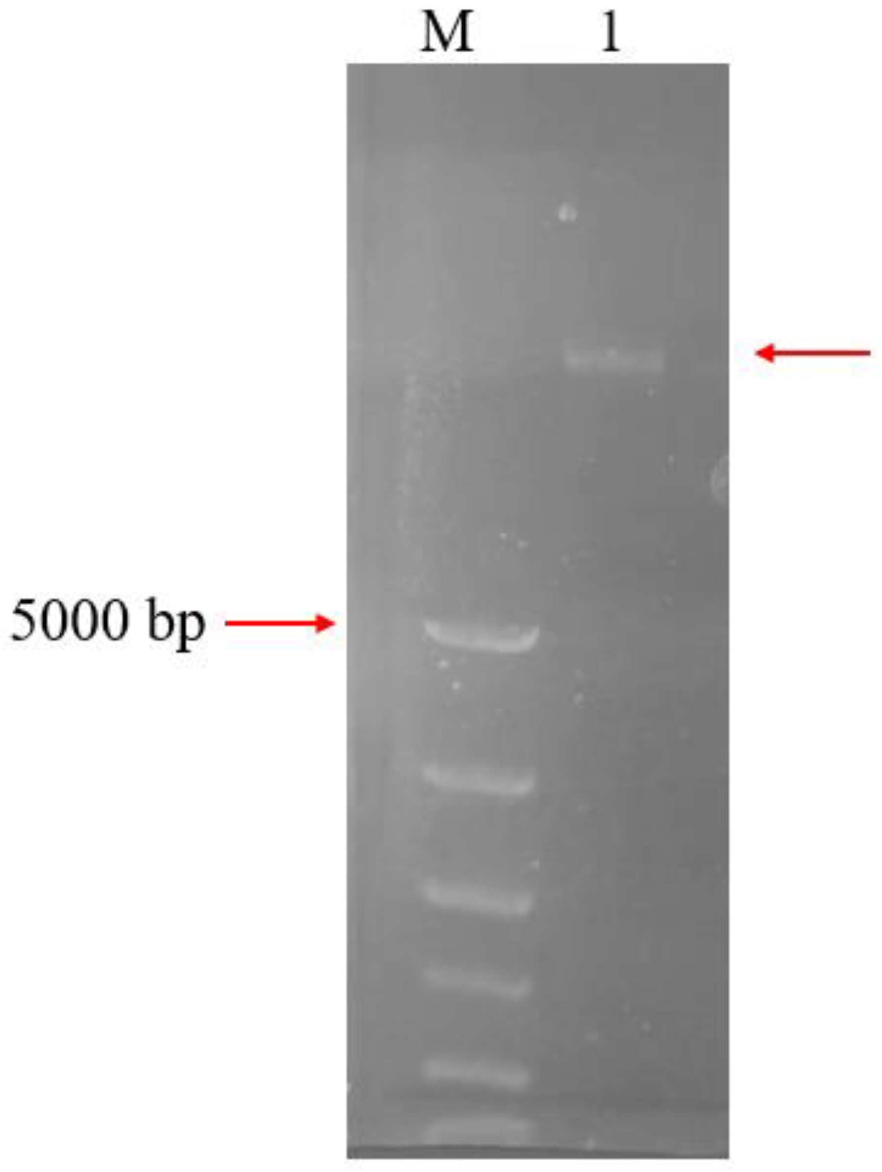 Biomolecules 13 00091 g002