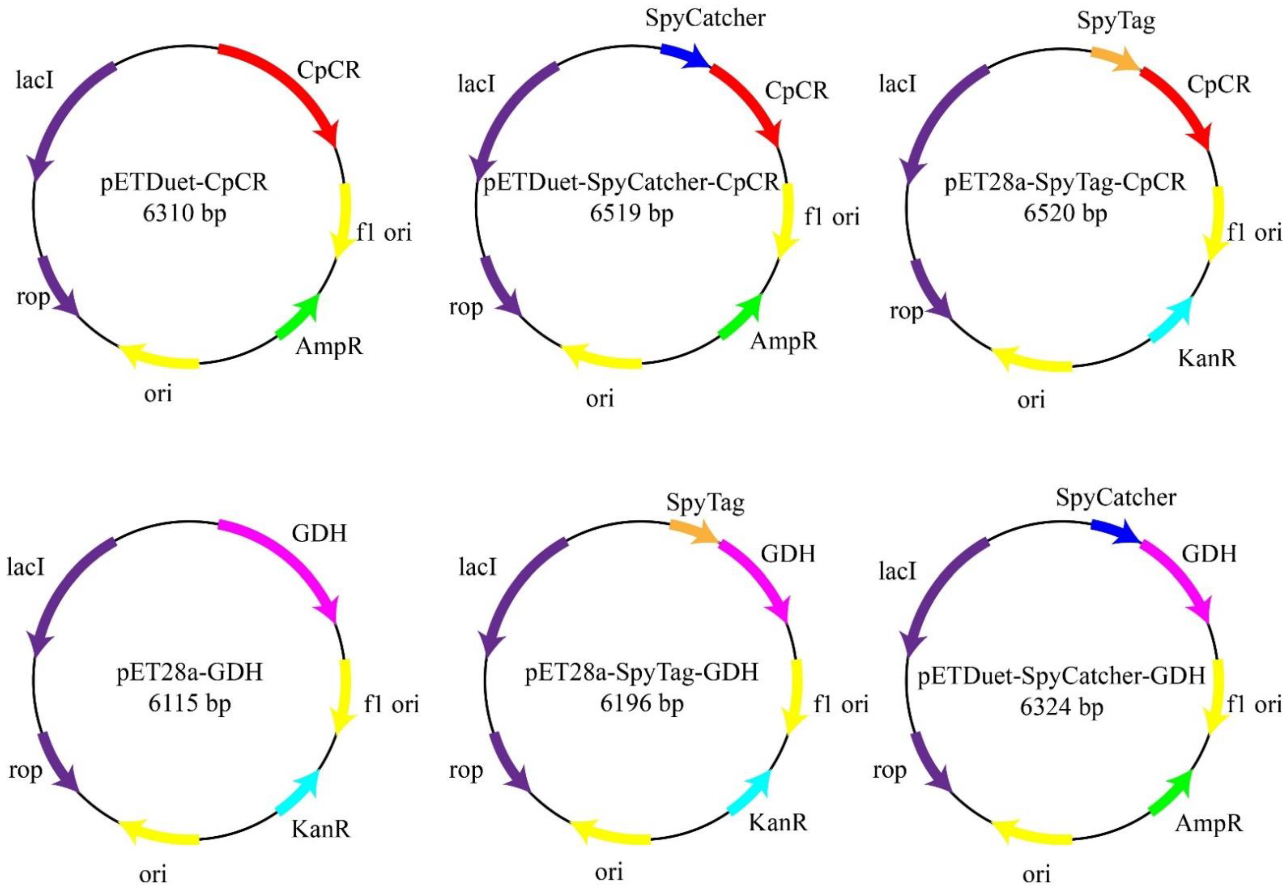Biomolecules 13 00091 g004