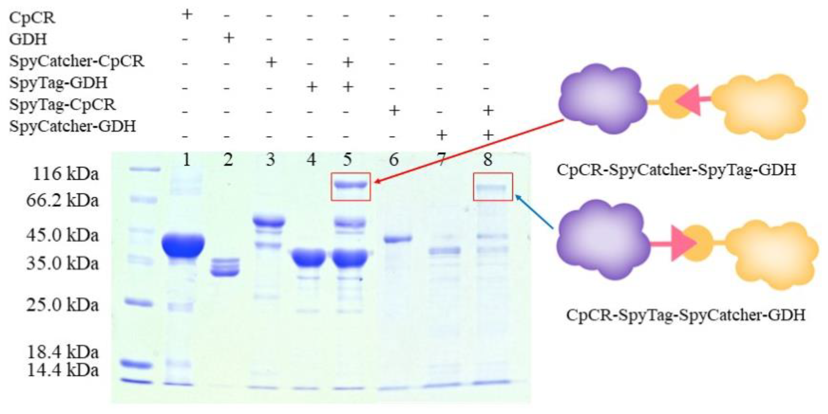 Biomolecules 13 00091 g007