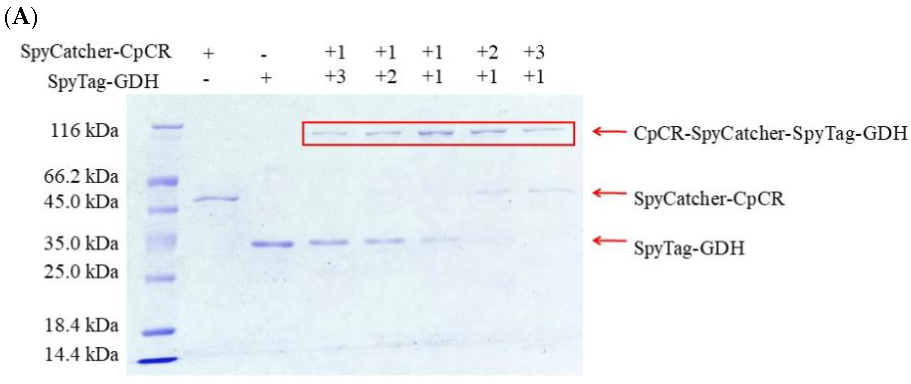 Biomolecules 13 00091 g008a