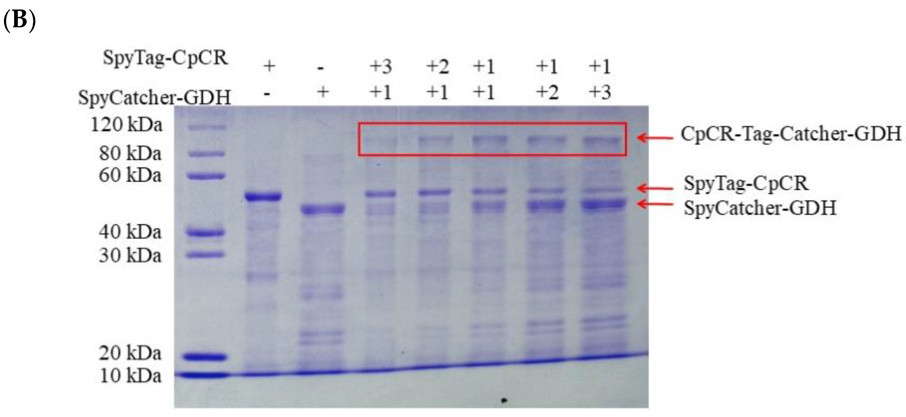 Biomolecules 13 00091 g008b