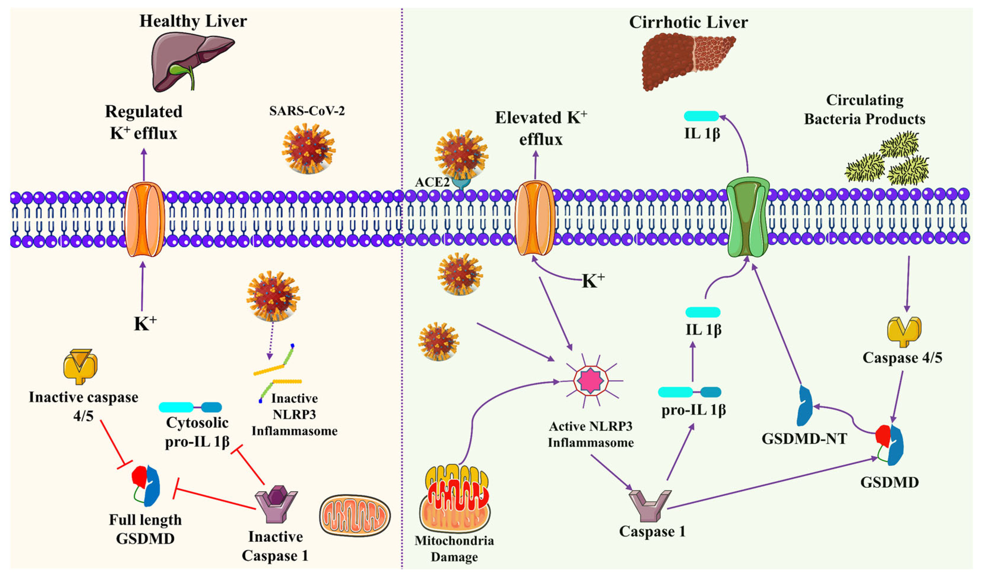Biomolecules 13 00099 g005 Biomolecules 13 00099 g005