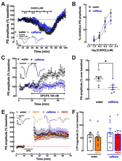 Effects of Chronic Caffeine Consumption on Synaptic Function ...