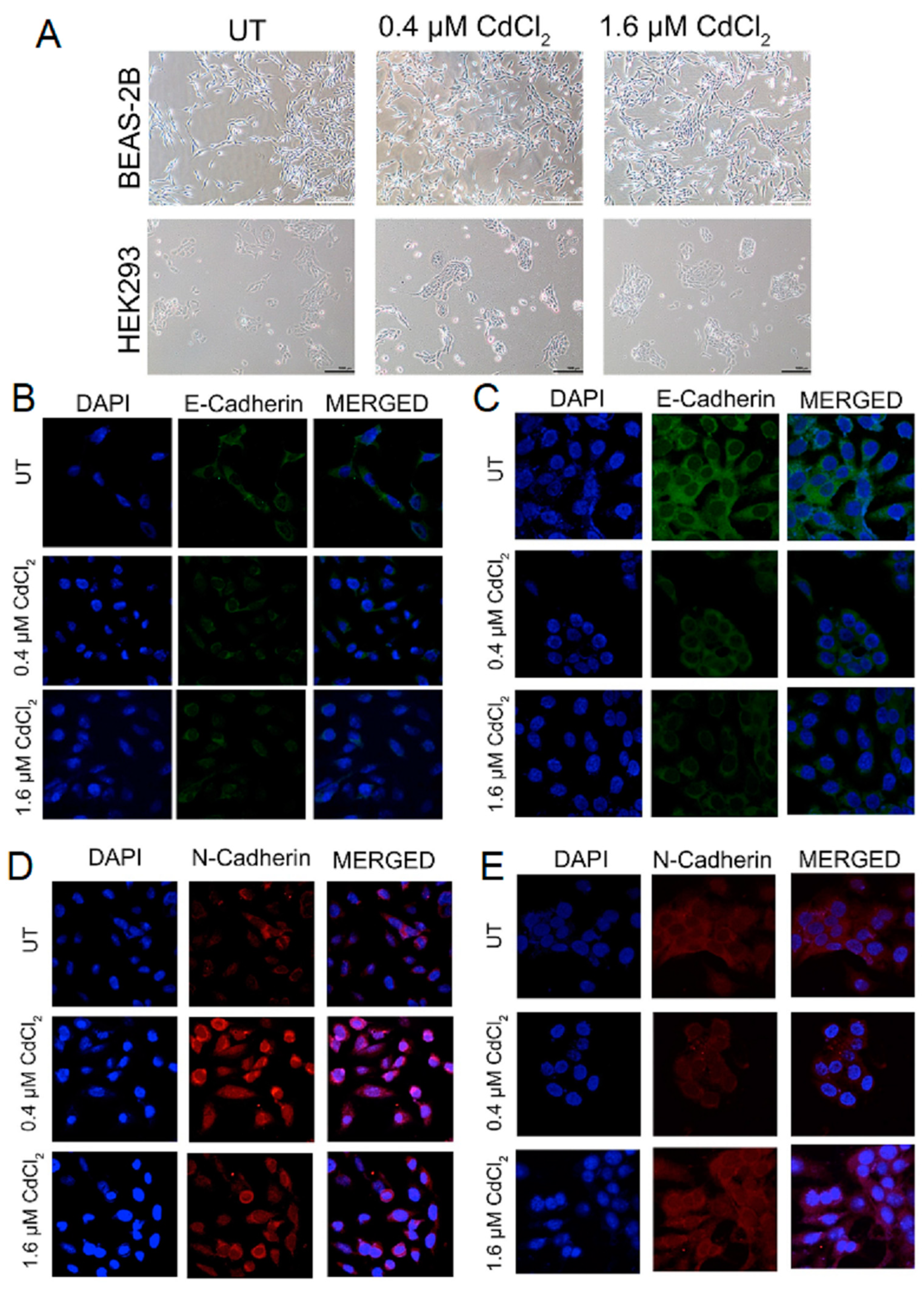 Biomolecules 13 00116 g001 Biomolecules 13 00116 g001