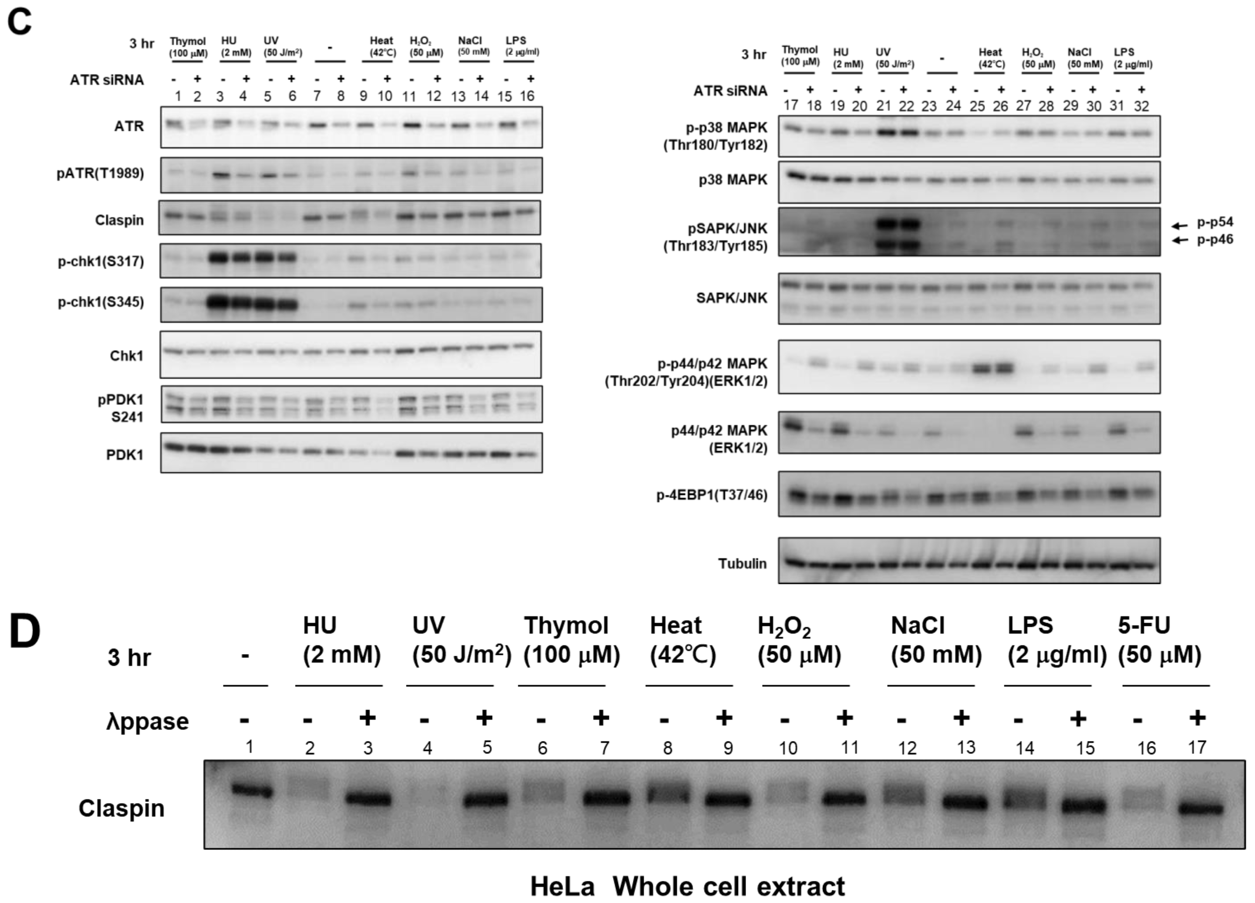 Biomolecules 13 00125 g005b Biomolecules 13 00125 g005b