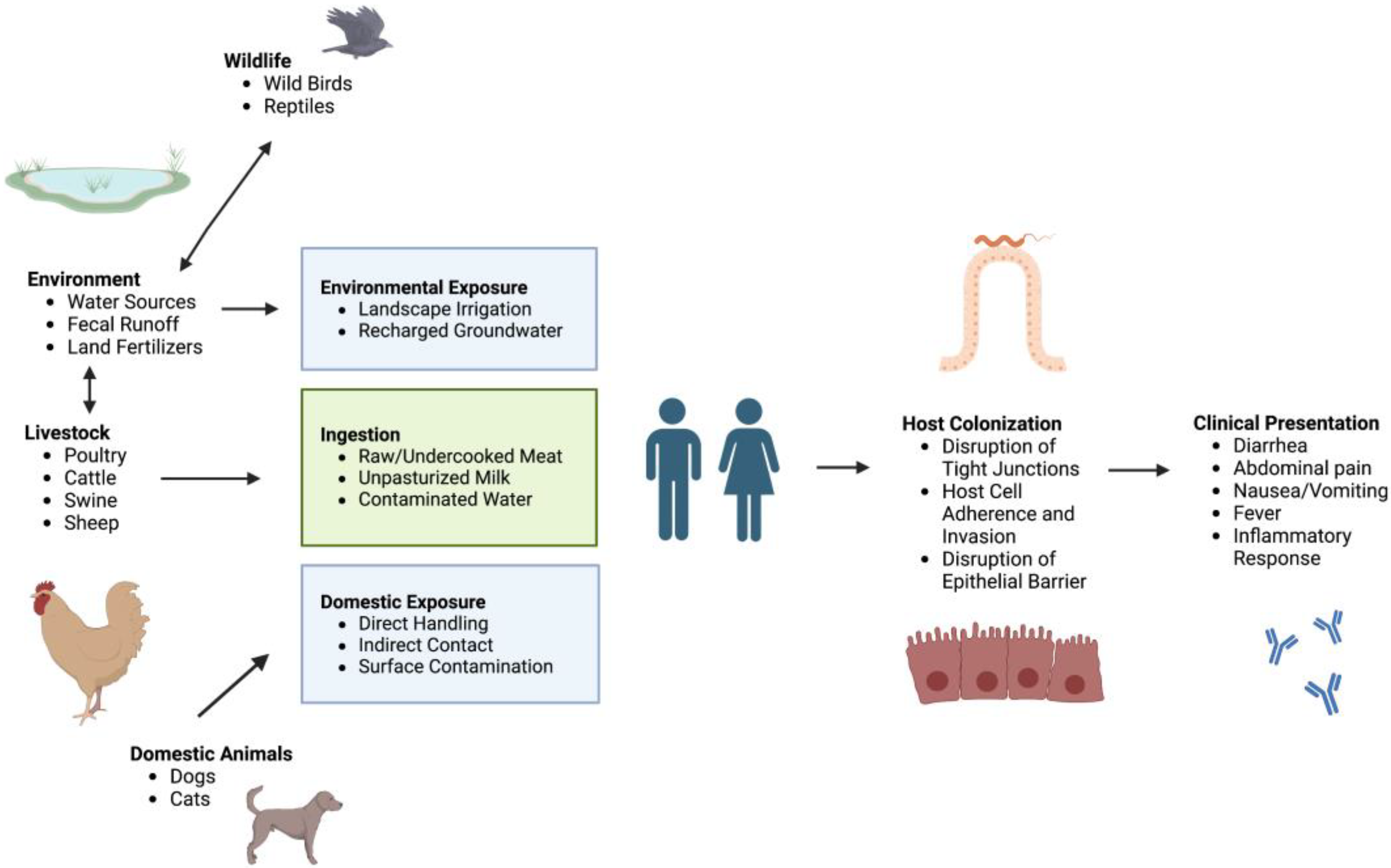 Biomolecules | Free Full-Text | The Missing Pieces: The Role of