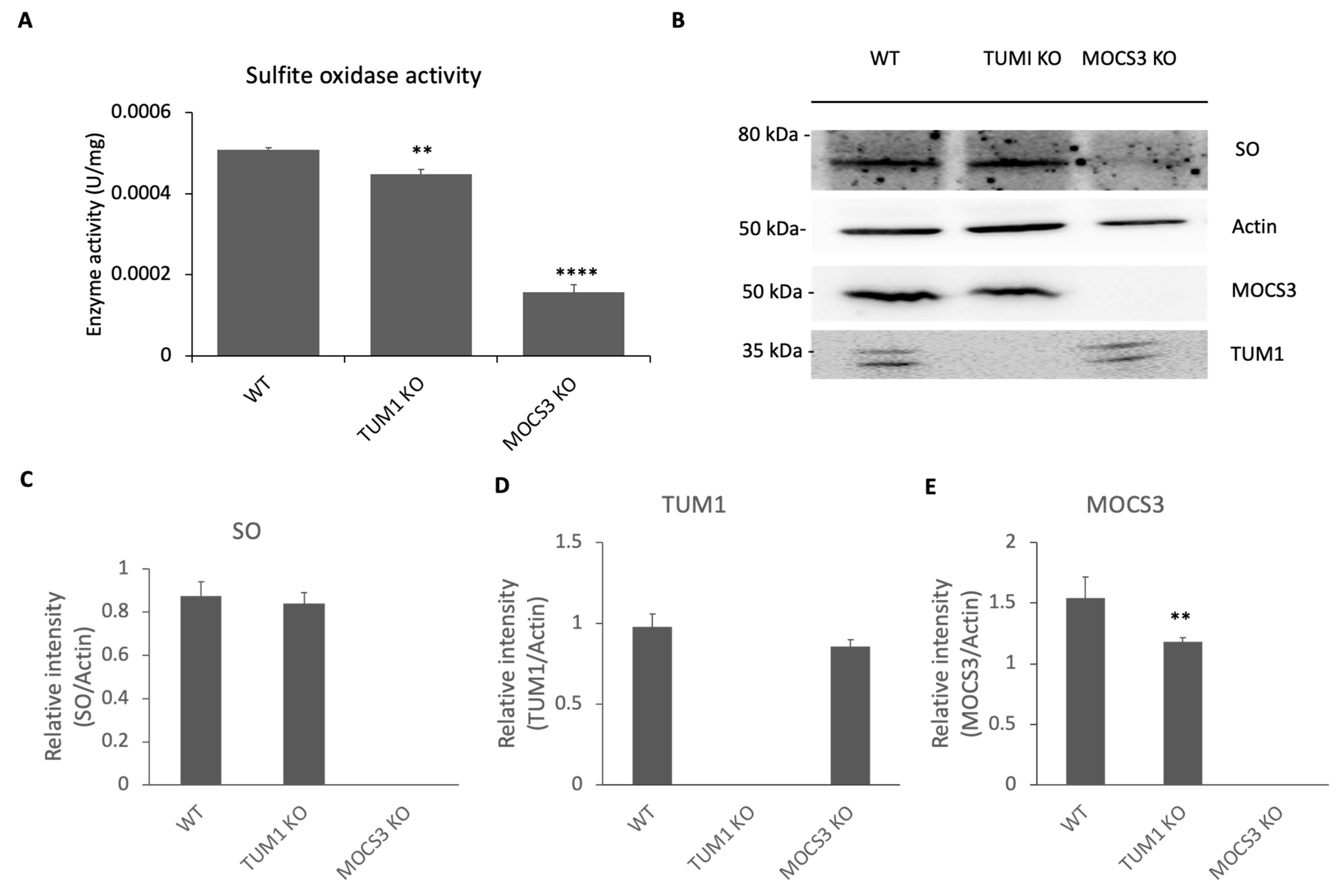 Biomolecules 13 00144 g002 Biomolecules 13 00144 g002