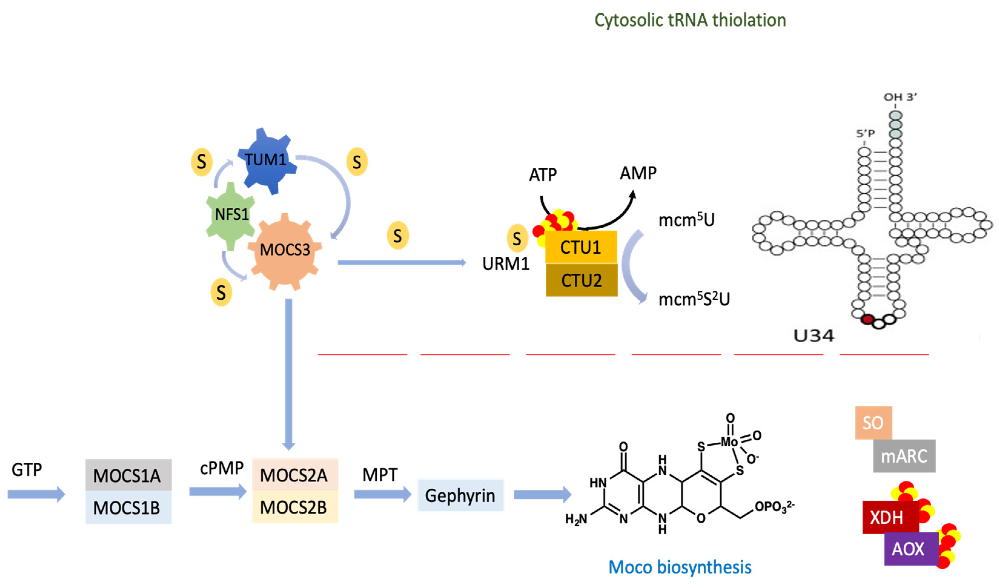 Biomolecules 13 00144 g009 Biomolecules 13 00144 g009