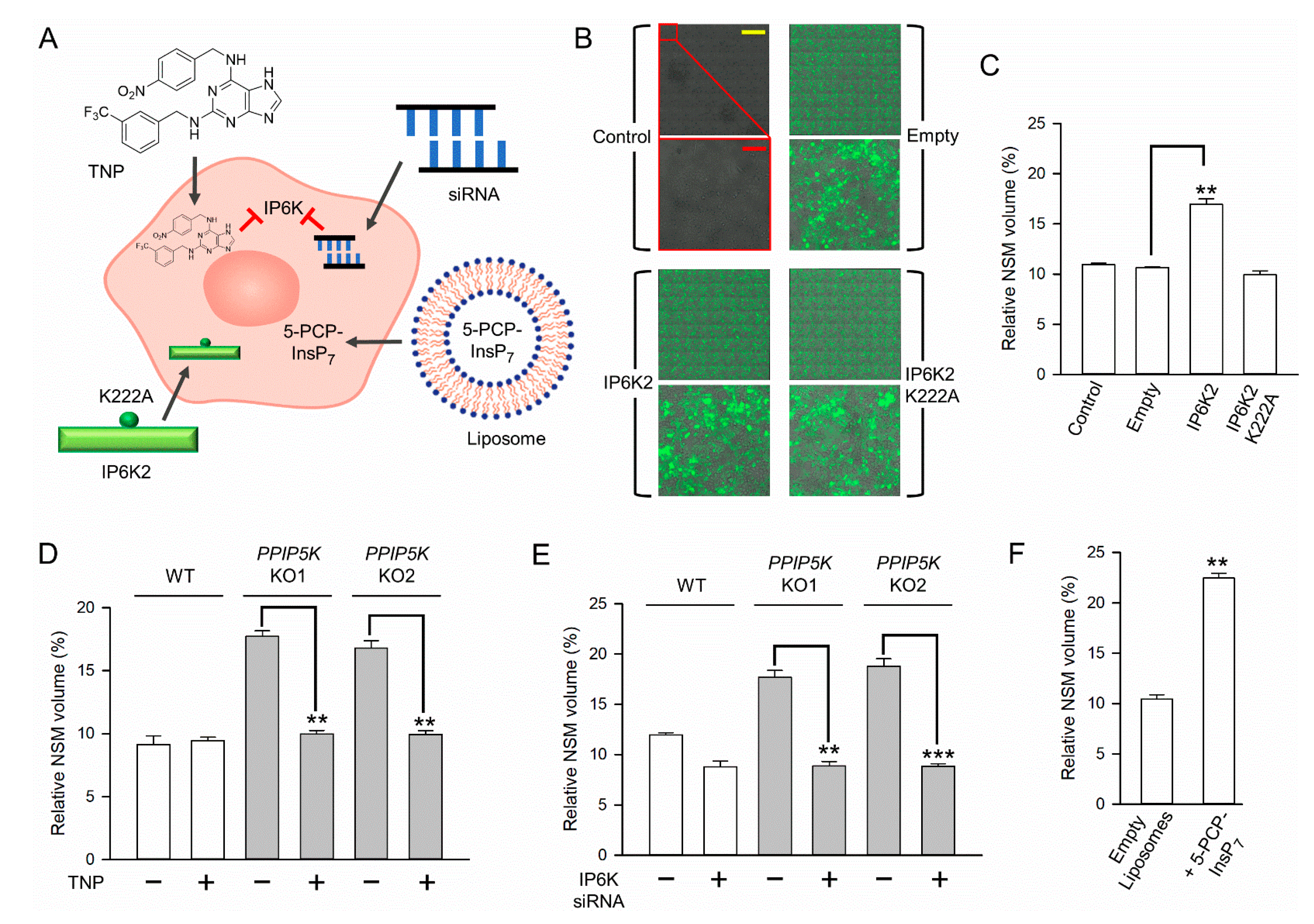 Biomolecules 13 00153 g005a Biomolecules 13 00153 g005a