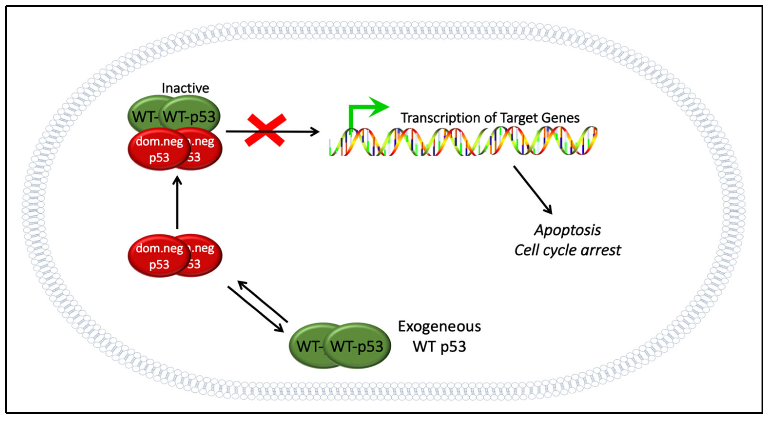 Biomolecules 13 00159 g003 Biomolecules 13 00159 g003