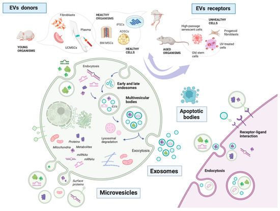 The Double-Edged Role of Extracellular Vesicles in the Hallmarks of Aging