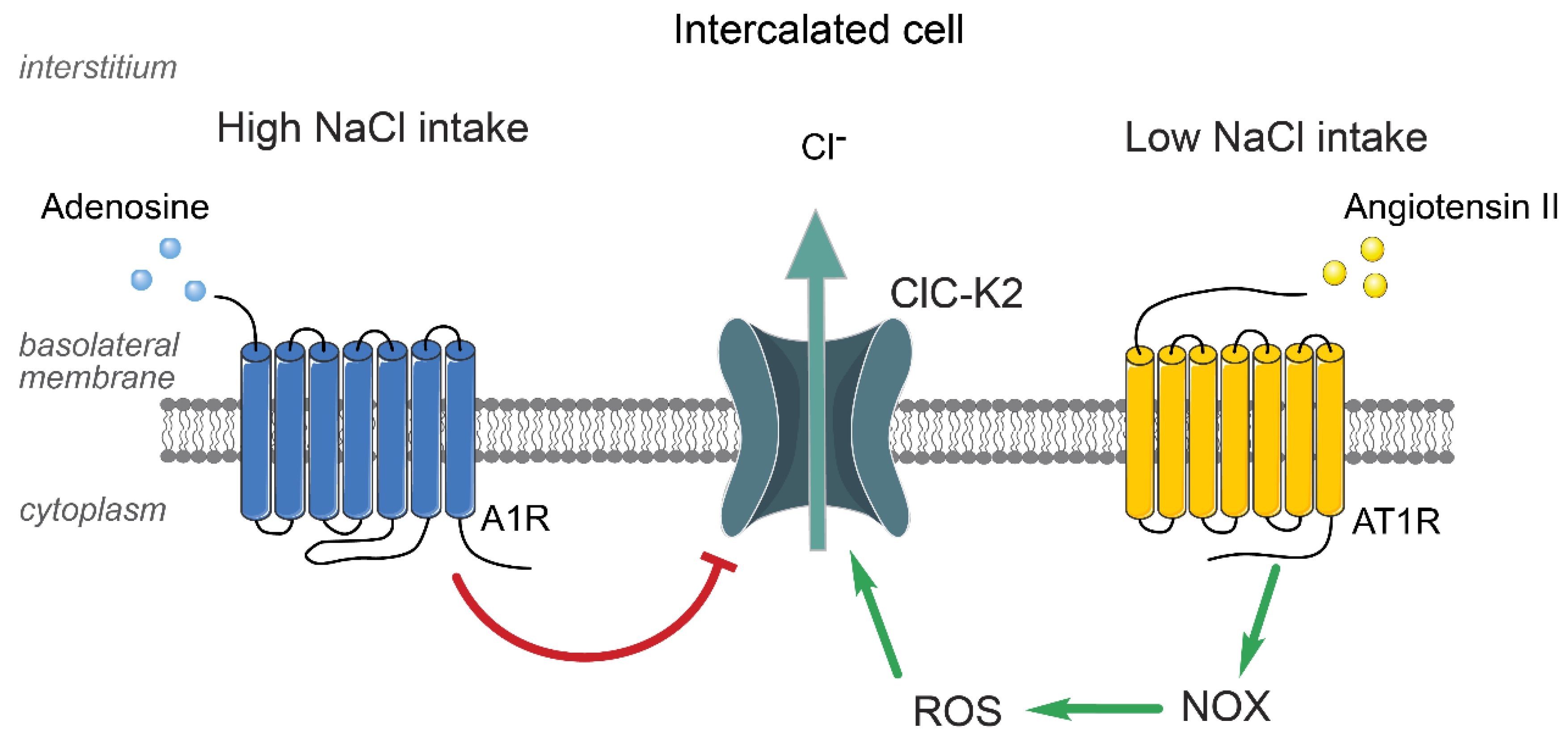 Biomolecules 13 00177 g002 Biomolecules 13 00177 g002