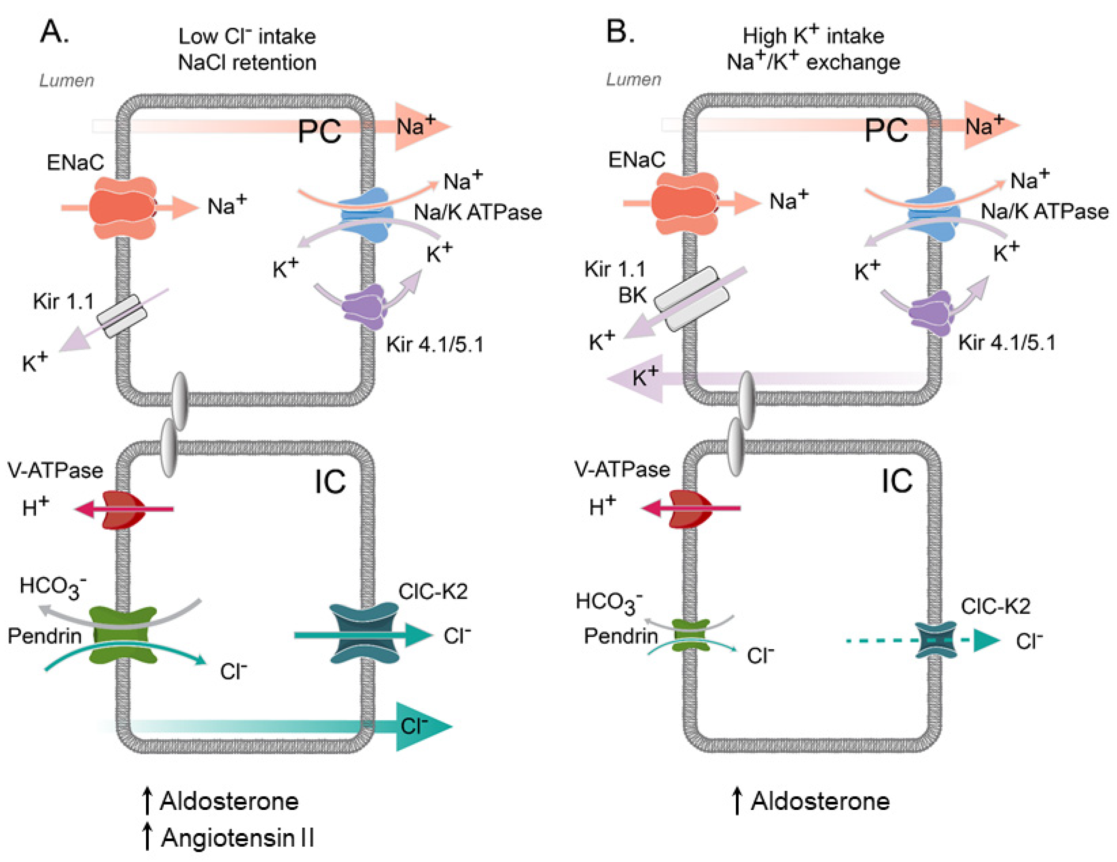 Biomolecules 13 00177 g003 Biomolecules 13 00177 g003
